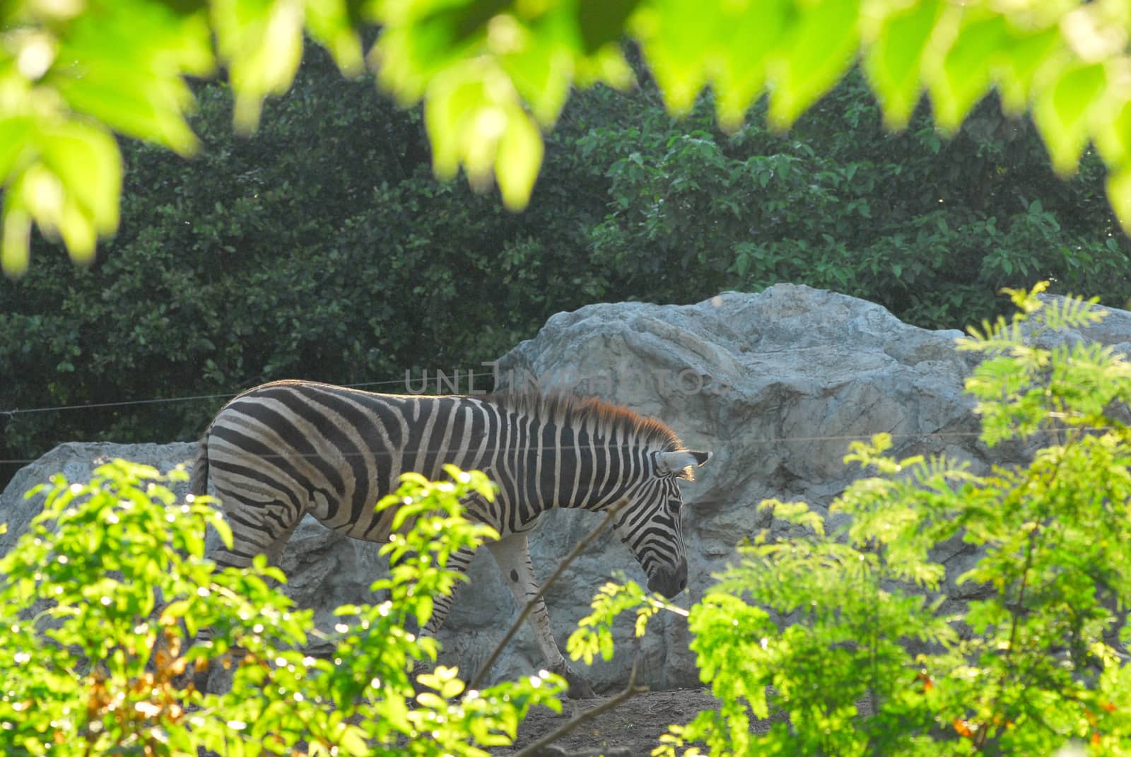 Zebra behind bush by think4photop
