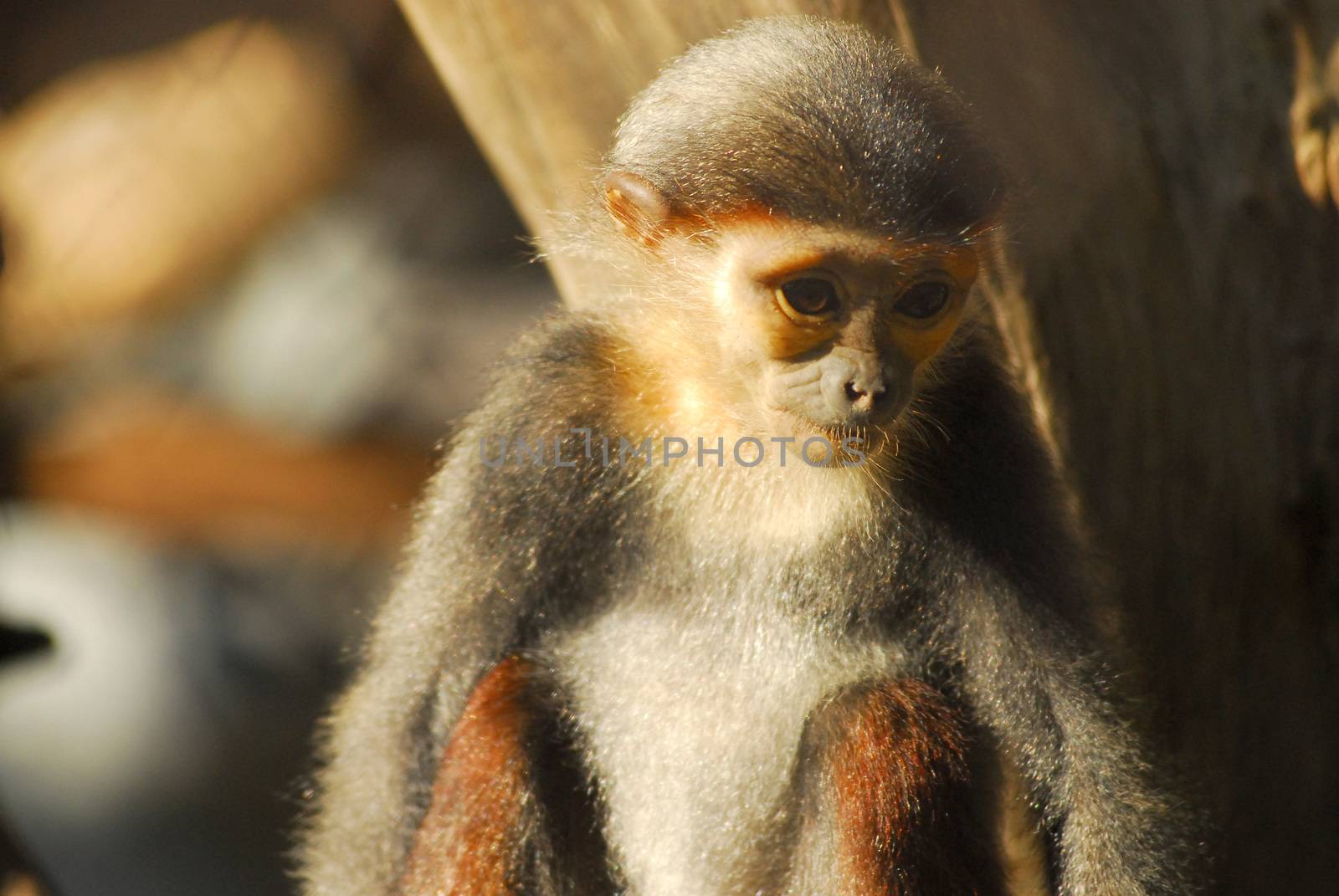 Macaque in a cage at the Zoo, Thailand by think4photop