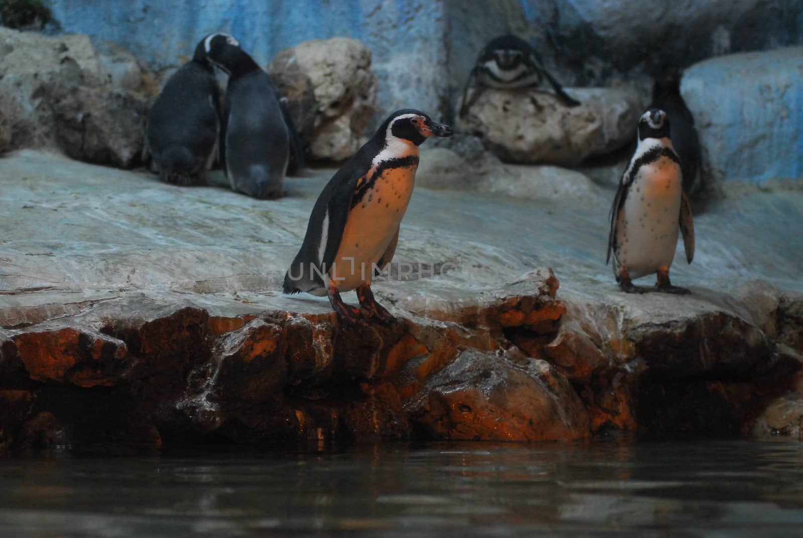 Penguins On Rocks In Zoo by think4photop