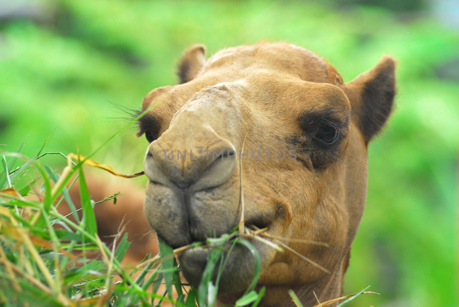 Close up of camel is eating grass