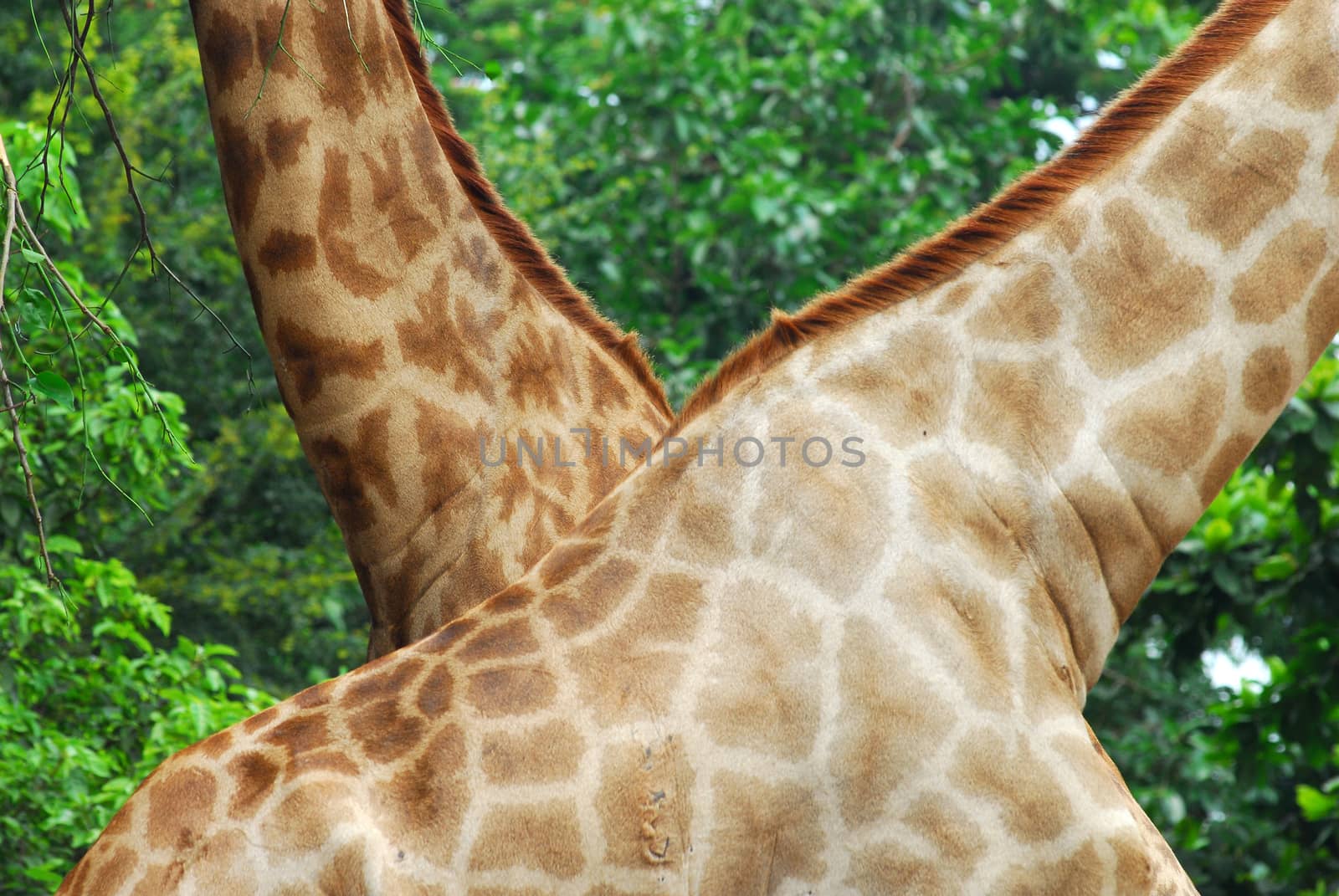 neck of a giraffe with tree background by think4photop