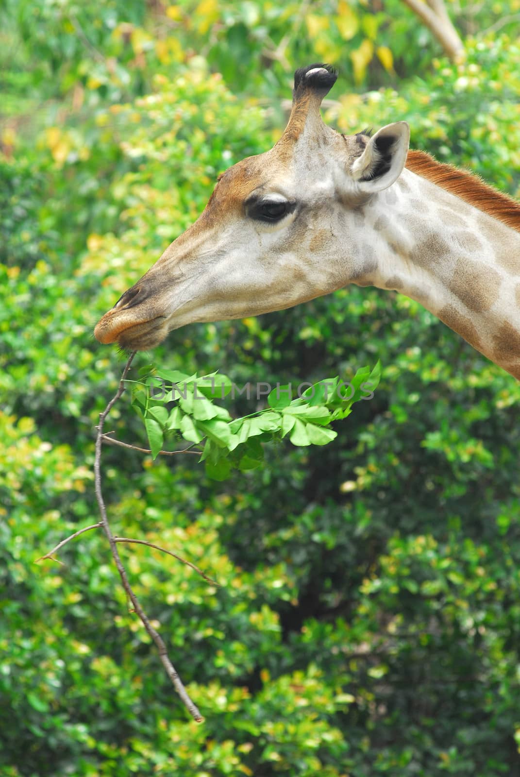 Young adult giraffe eating leaves