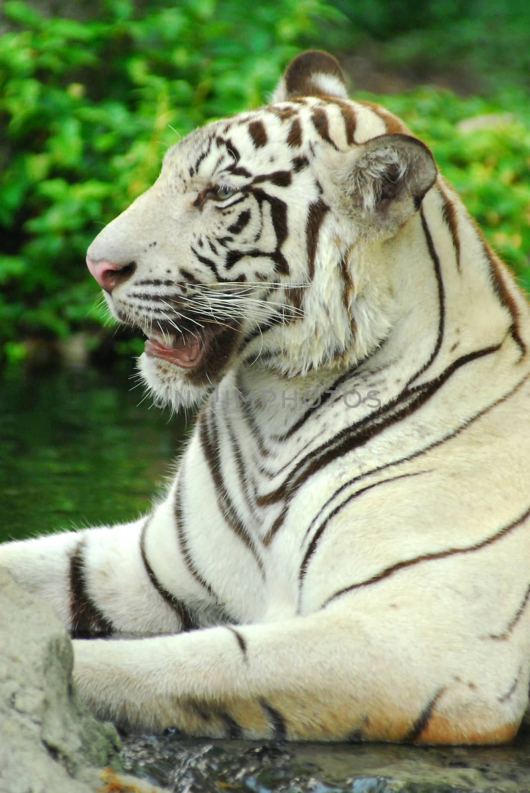 A wild life shot of a white tiger in captivity by think4photop
