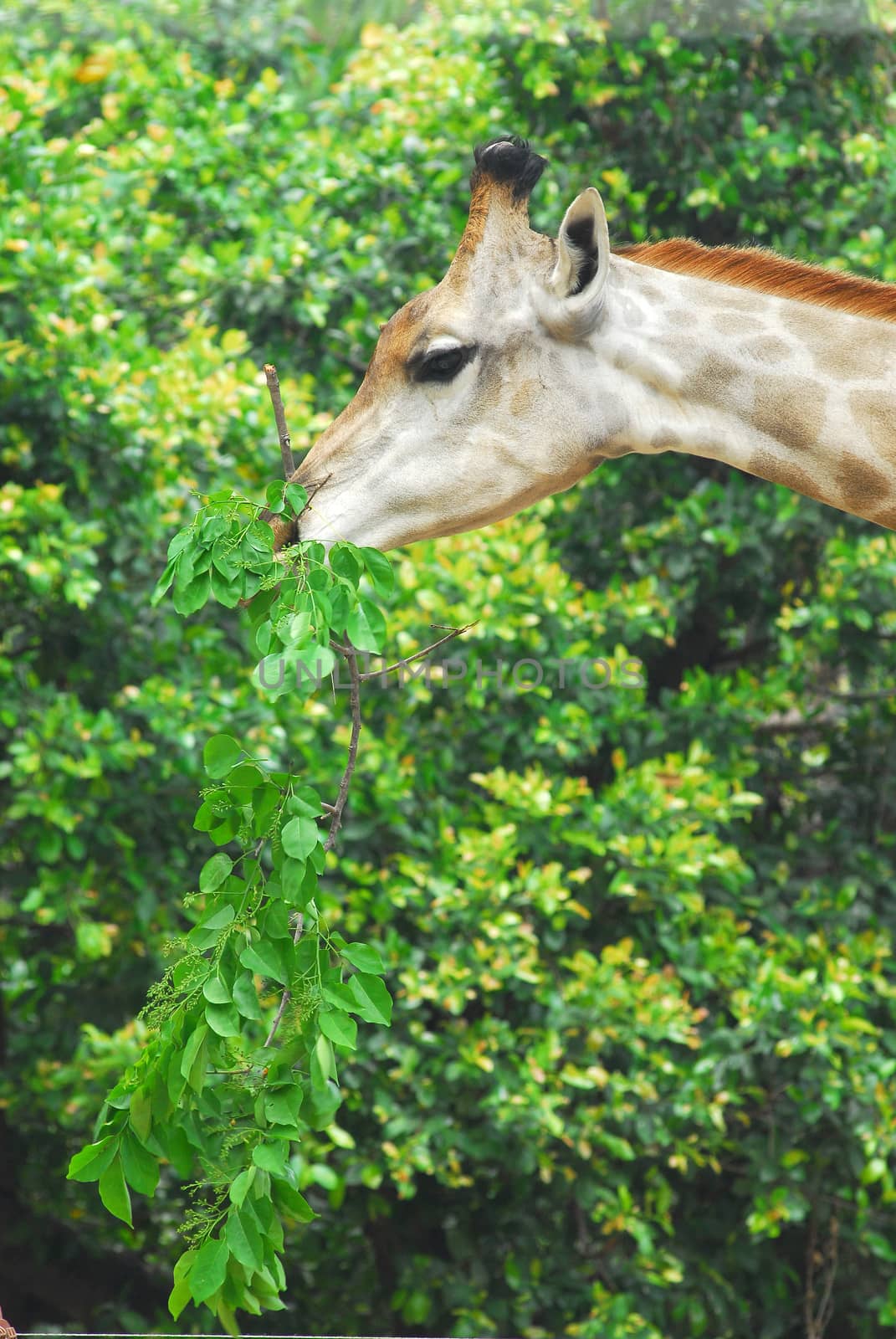 Young adult giraffe eating leaves by think4photop