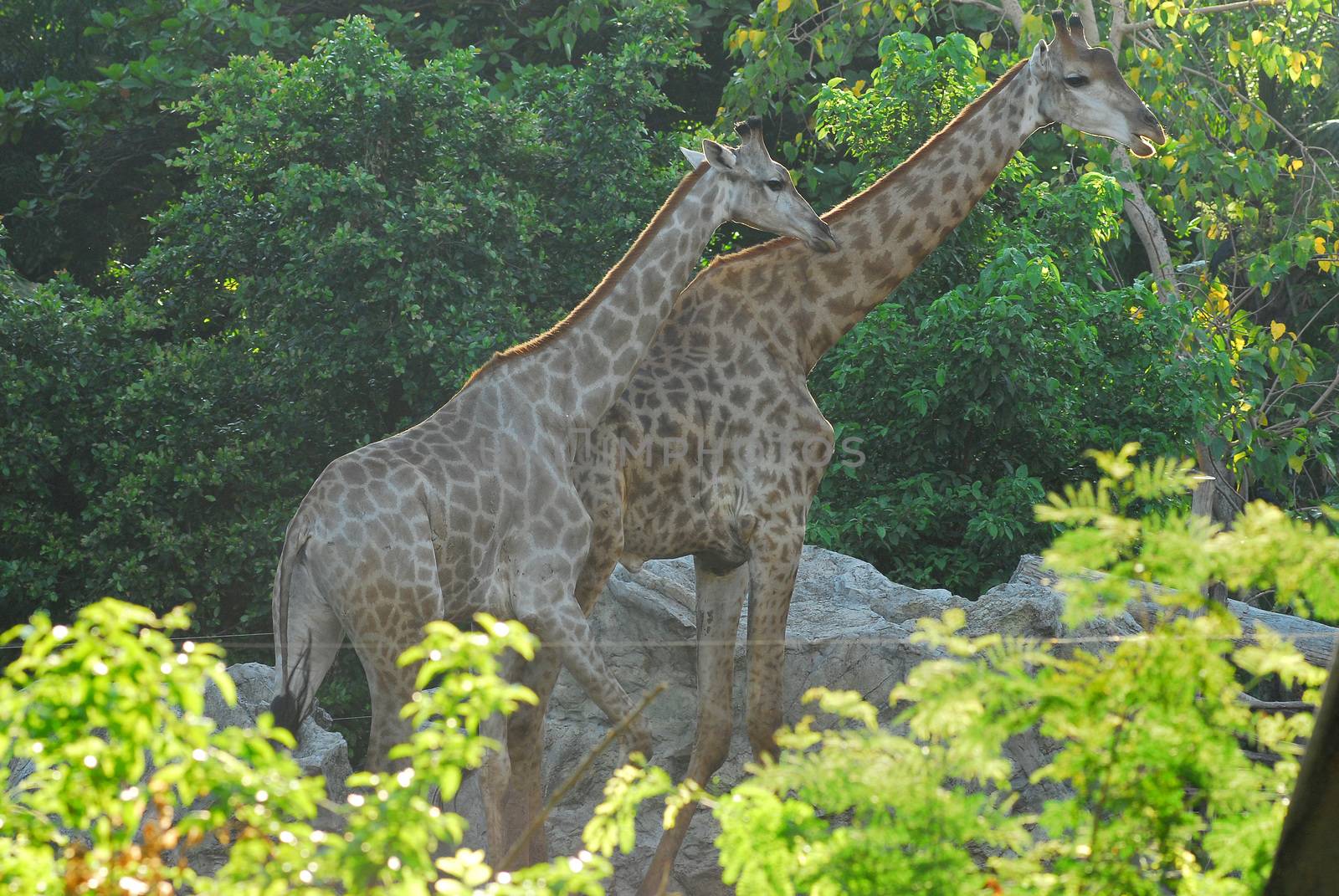 Giraffe female with her young by think4photop