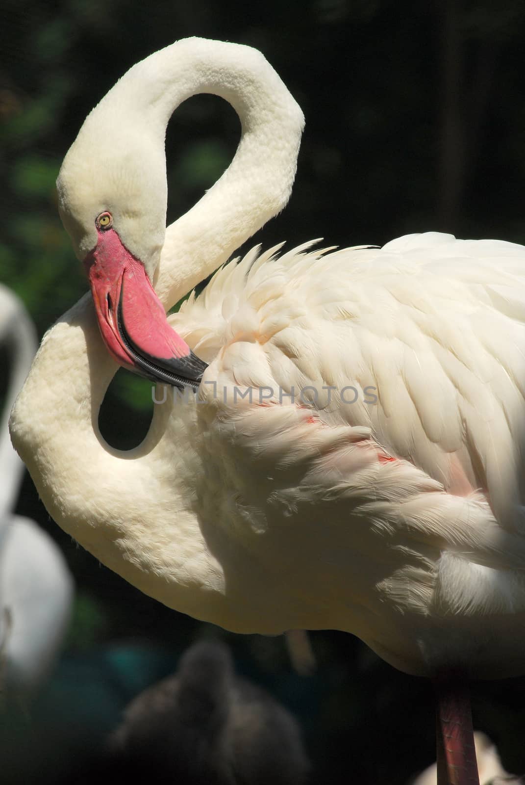 Detail of the head of a pink flamingo