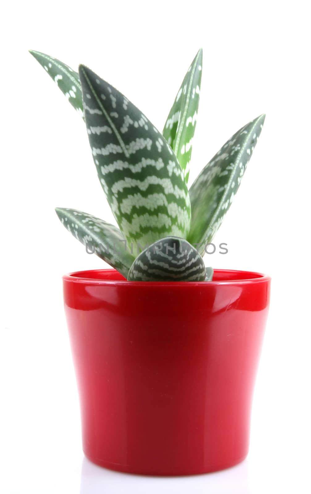 Aloe isolated on white backbround