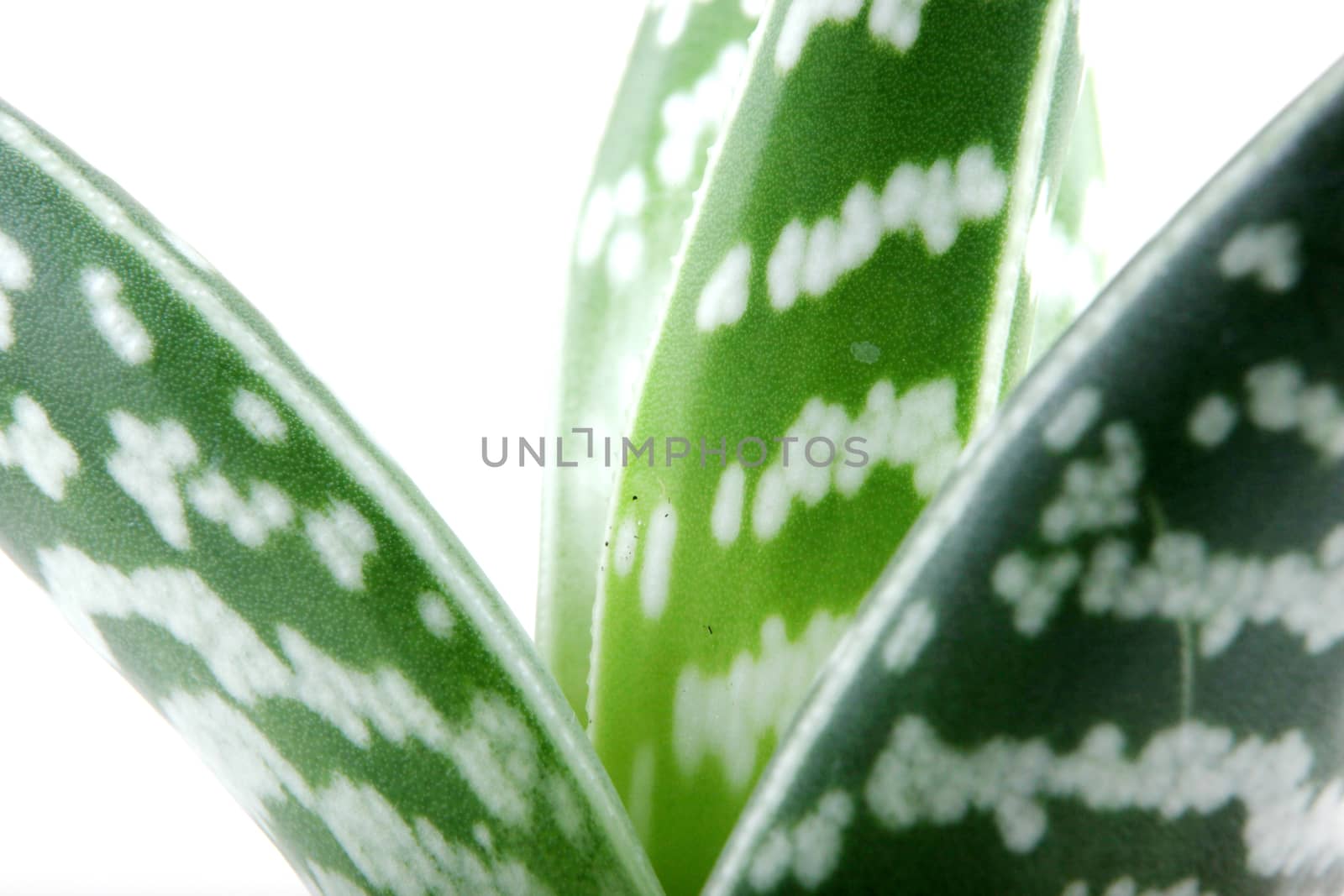Aloe isolated on white backbround
