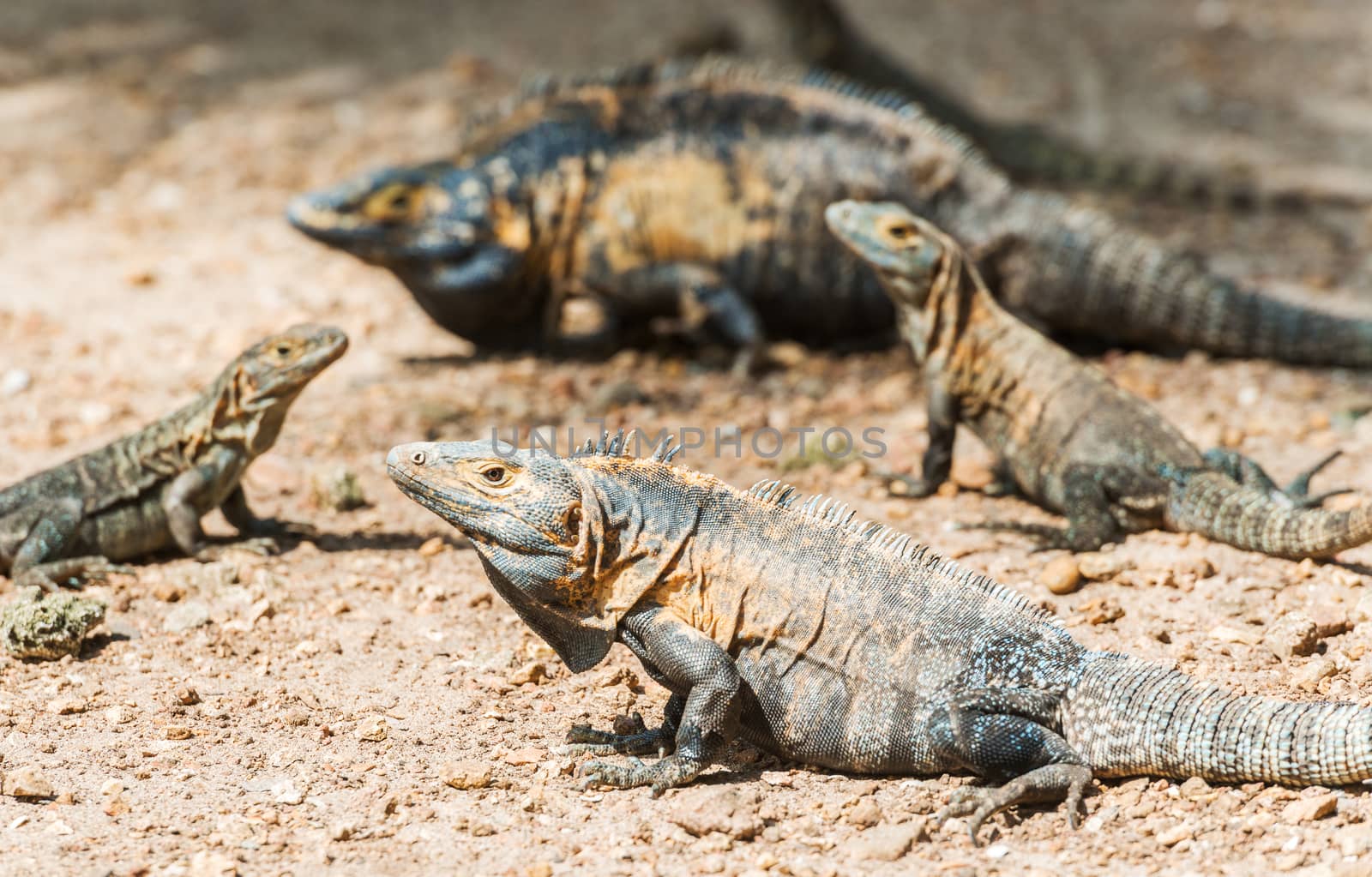 Iguana by Marcus