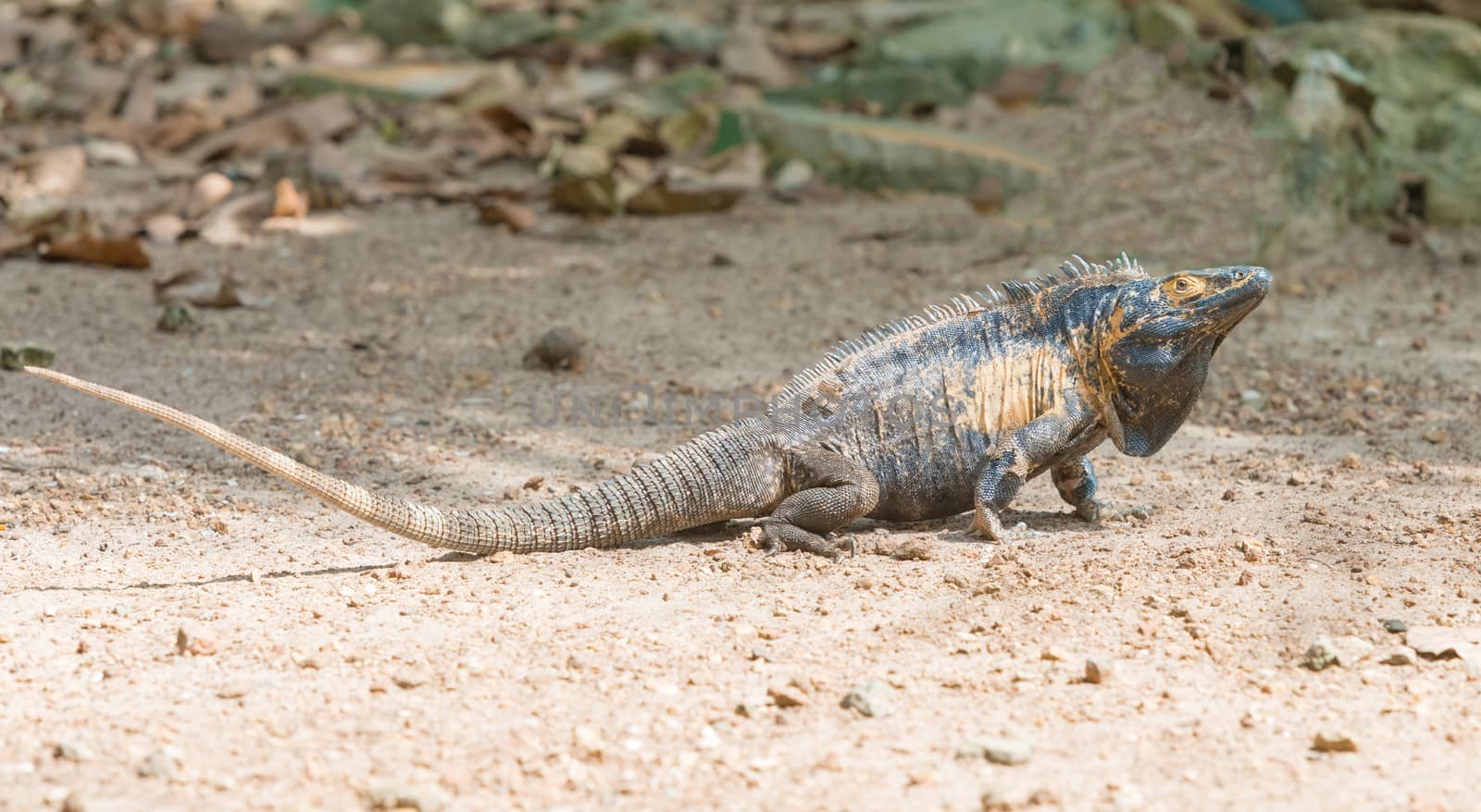 Iguana Island in Panama