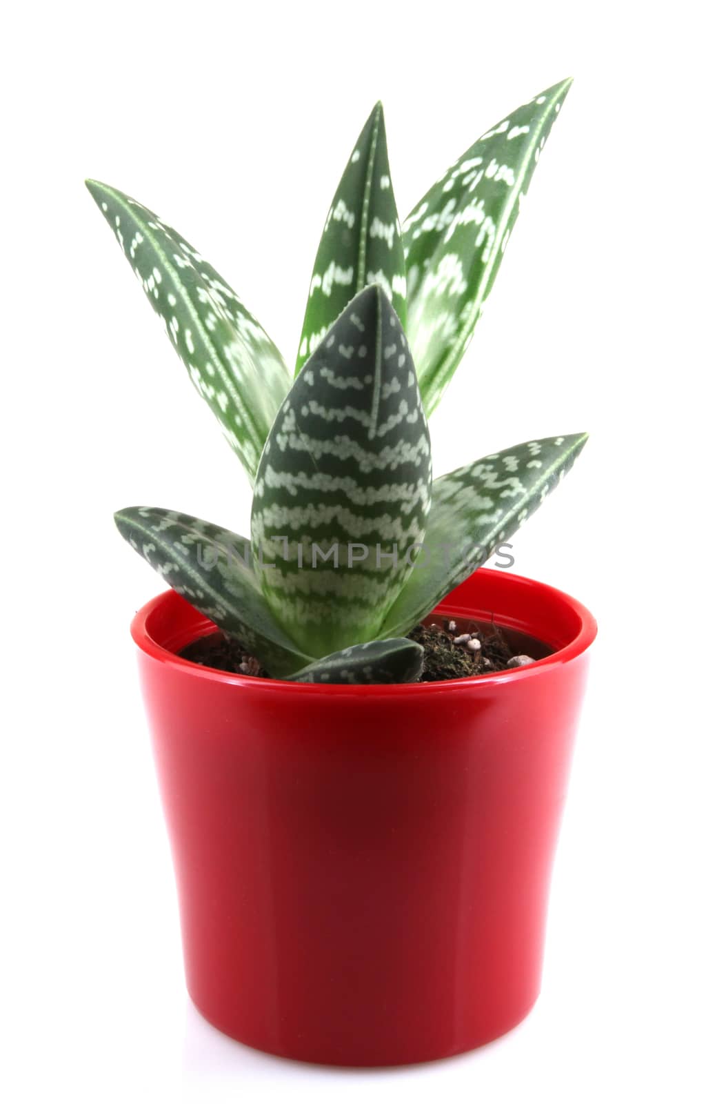Aloe isolated on white backbround