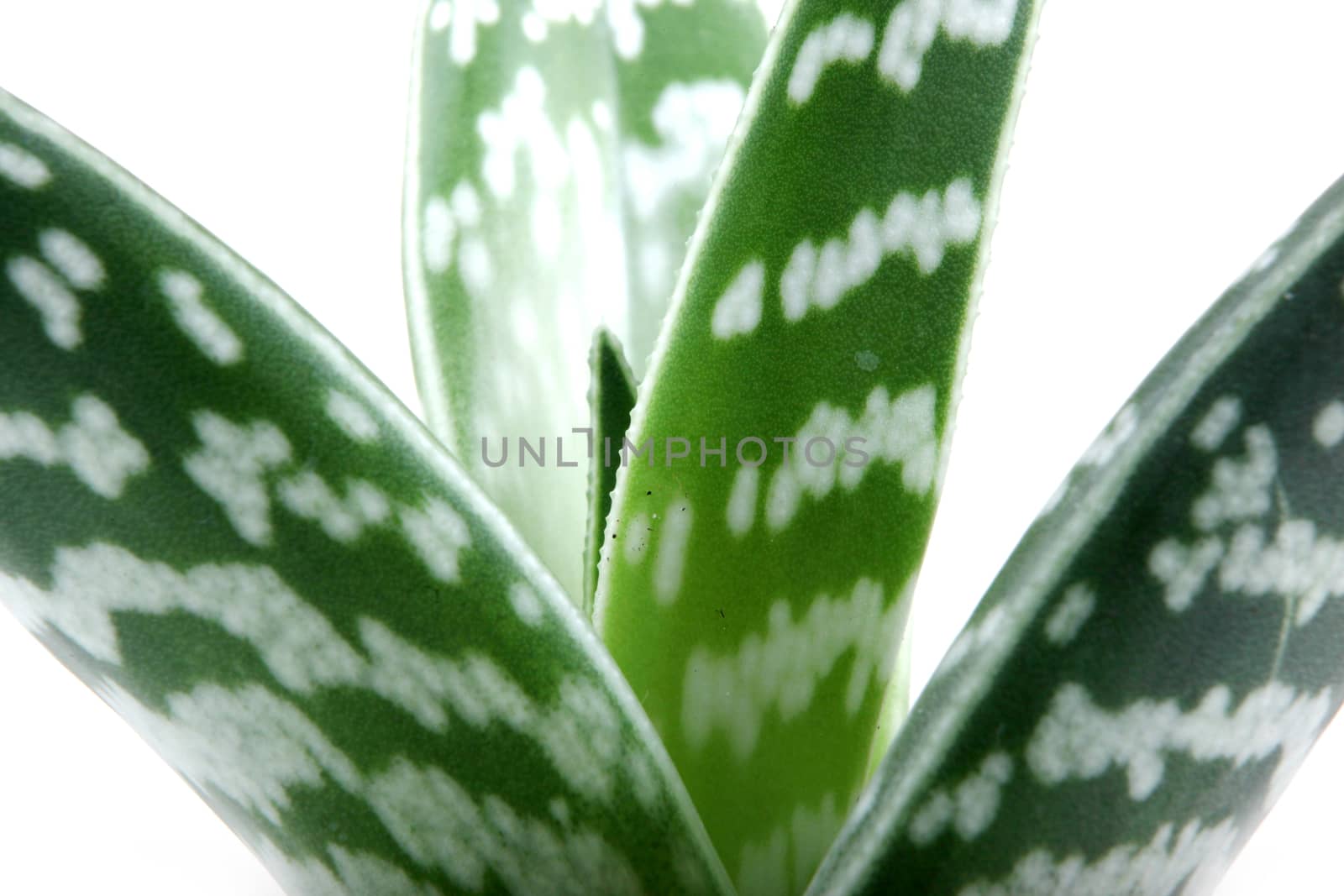 Aloe isolated on white backbround