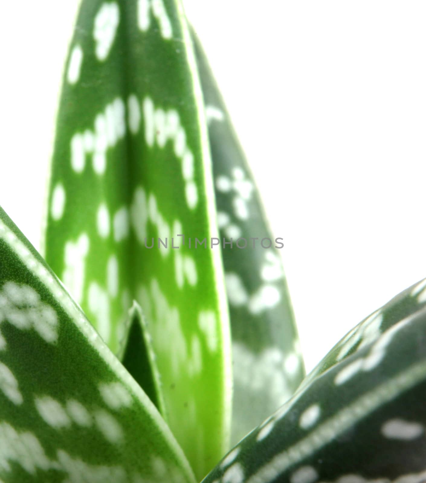 Aloe isolated on white backbround