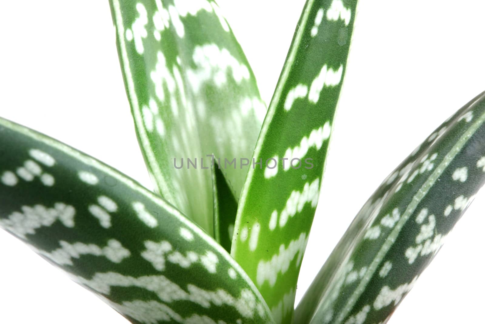 Aloe isolated on white backbround