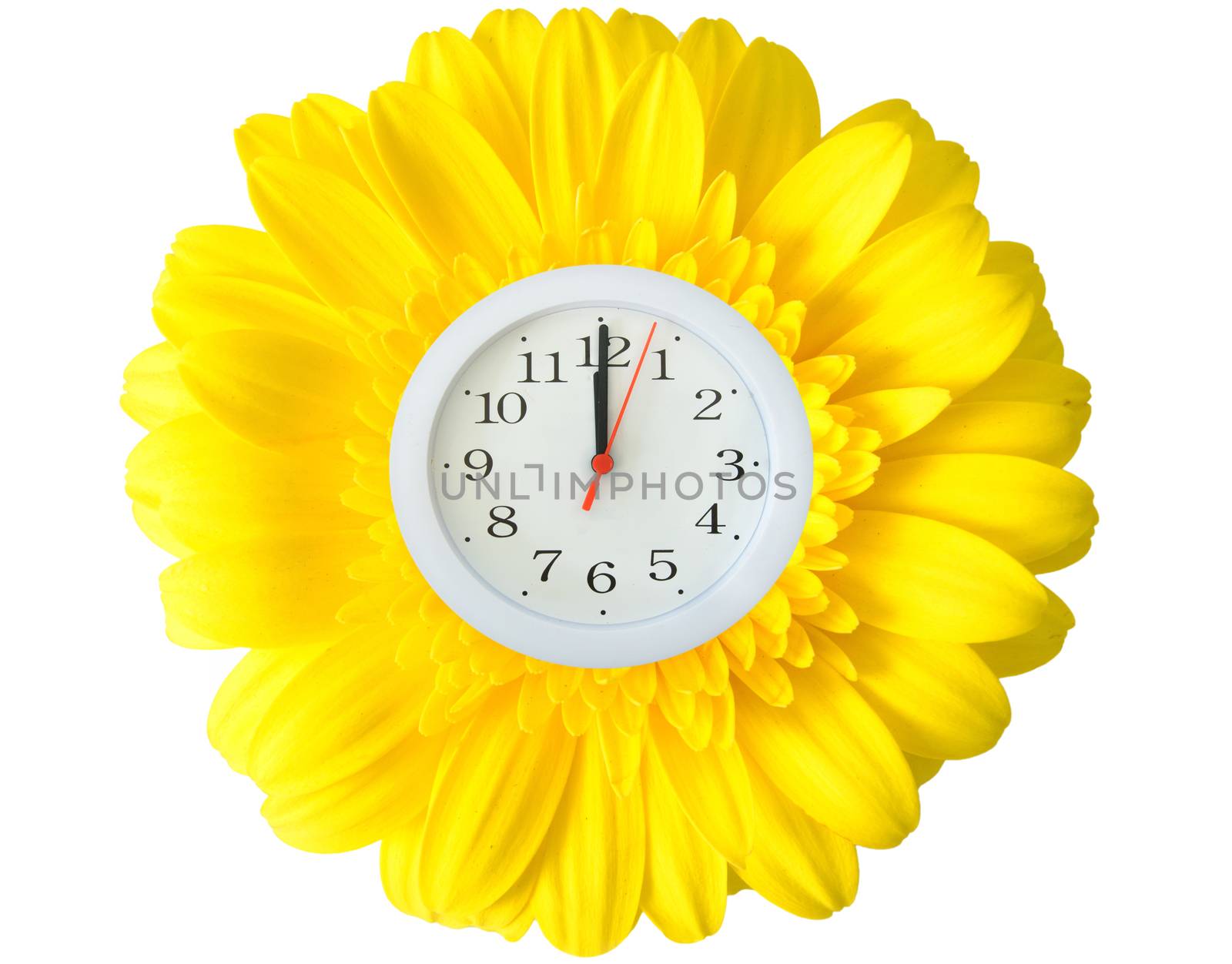 Yellow spring flower with clock face 