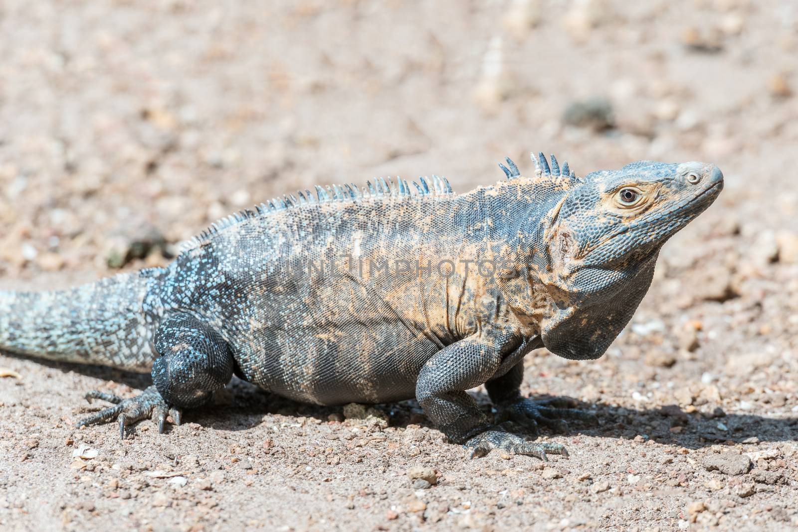 Iguana Island in Panama