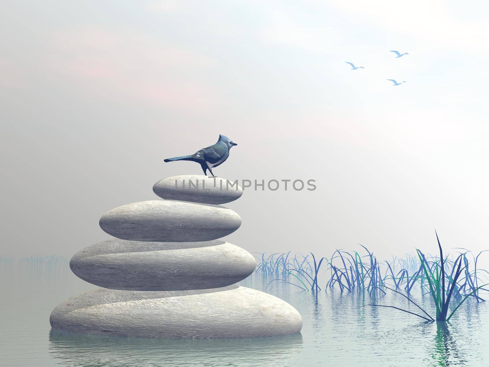 Beautiful blue bird upon stones in water next to grass by clear morning light