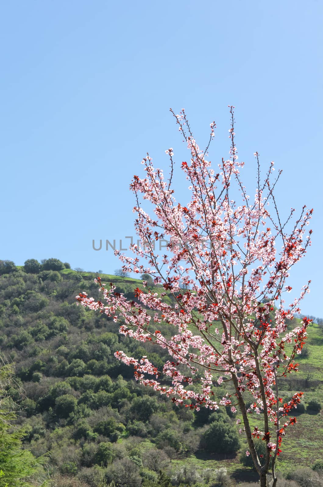 Vertical spring landscape with blossoming cherry tree and clear blue sky