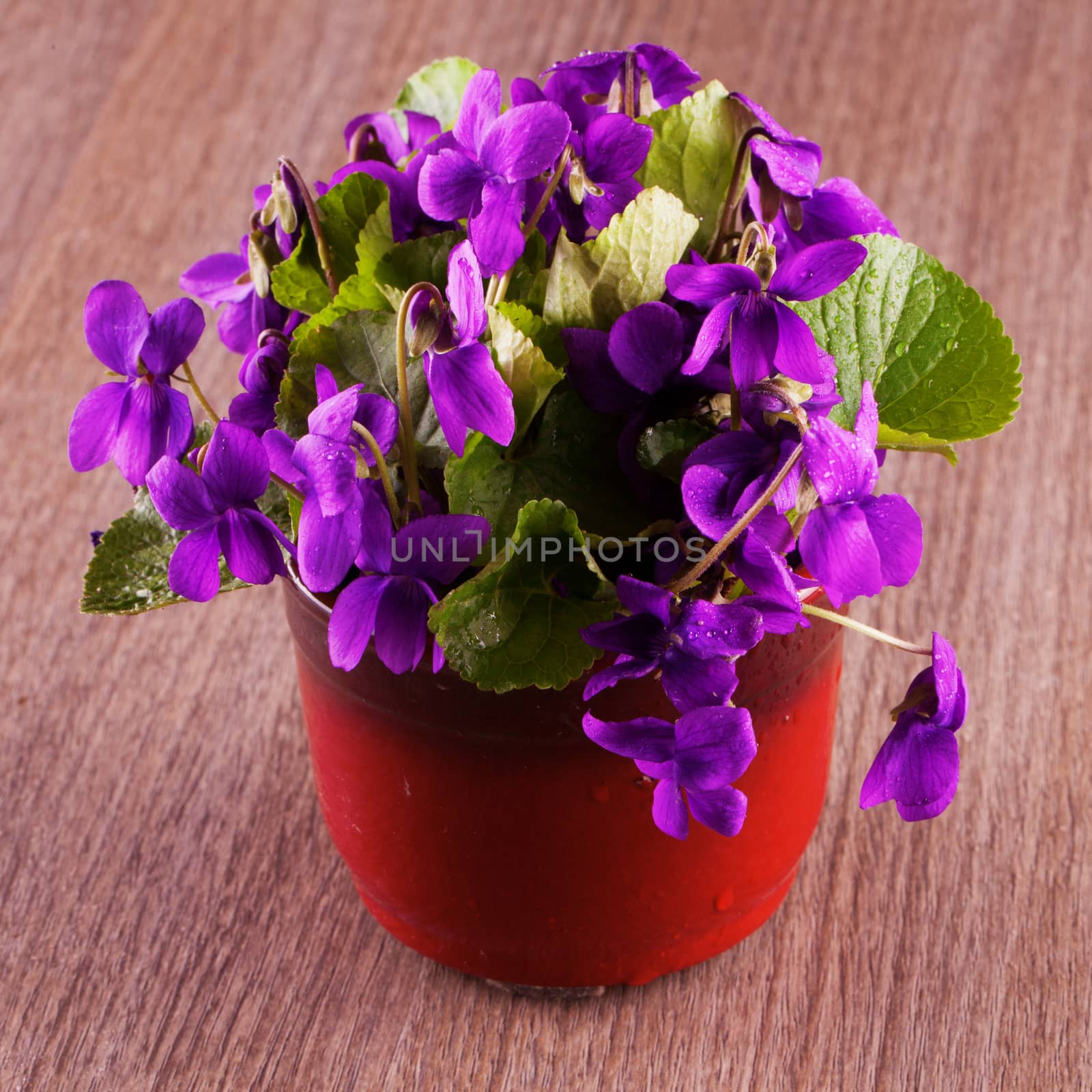 A vase of violets over a wooden table