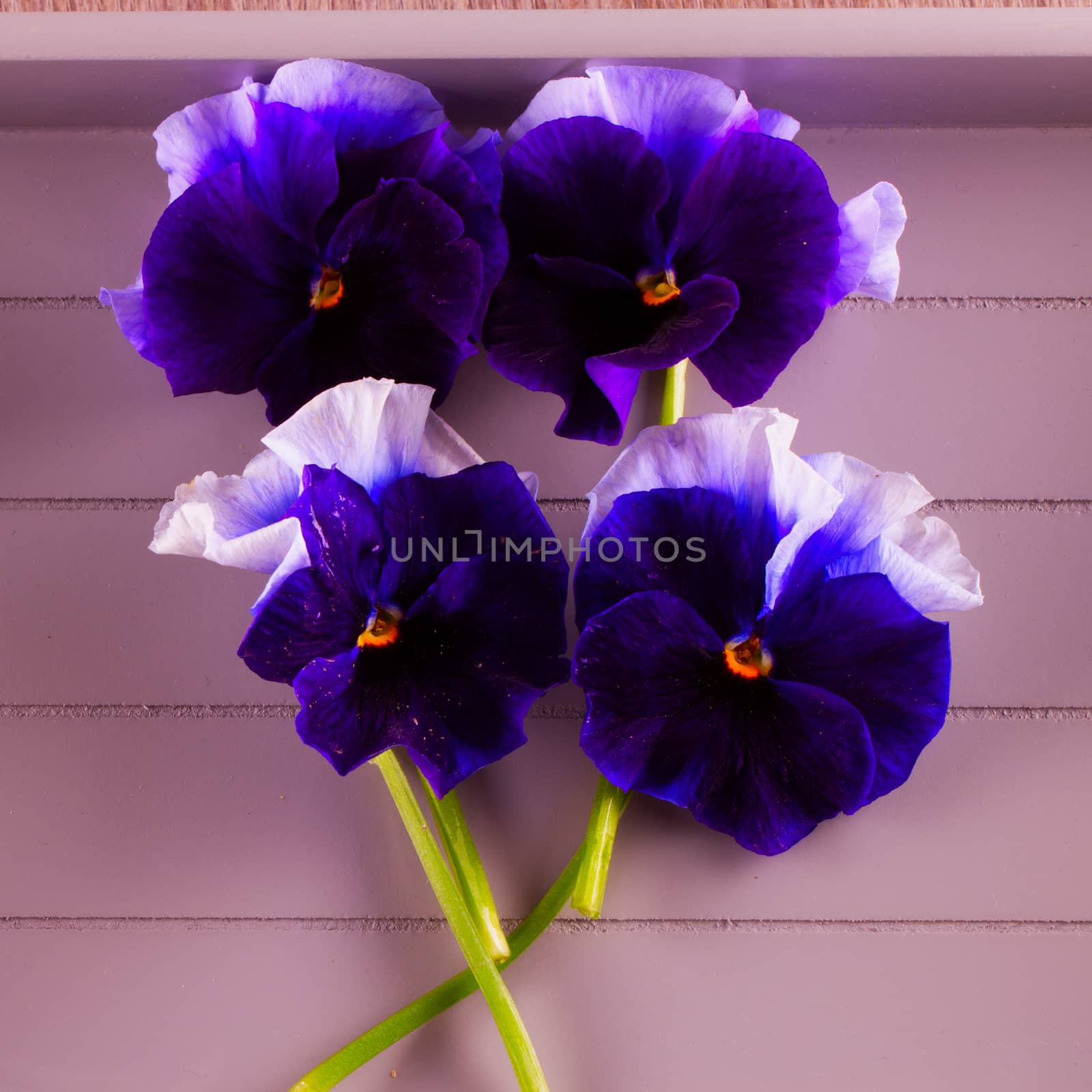 Four violets in composition over wooden background