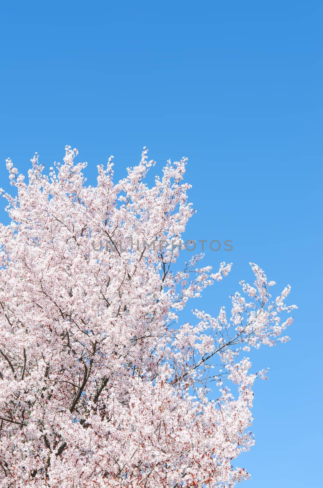 Springtime flowering cherry tree against the clear blue sky with free place for your text