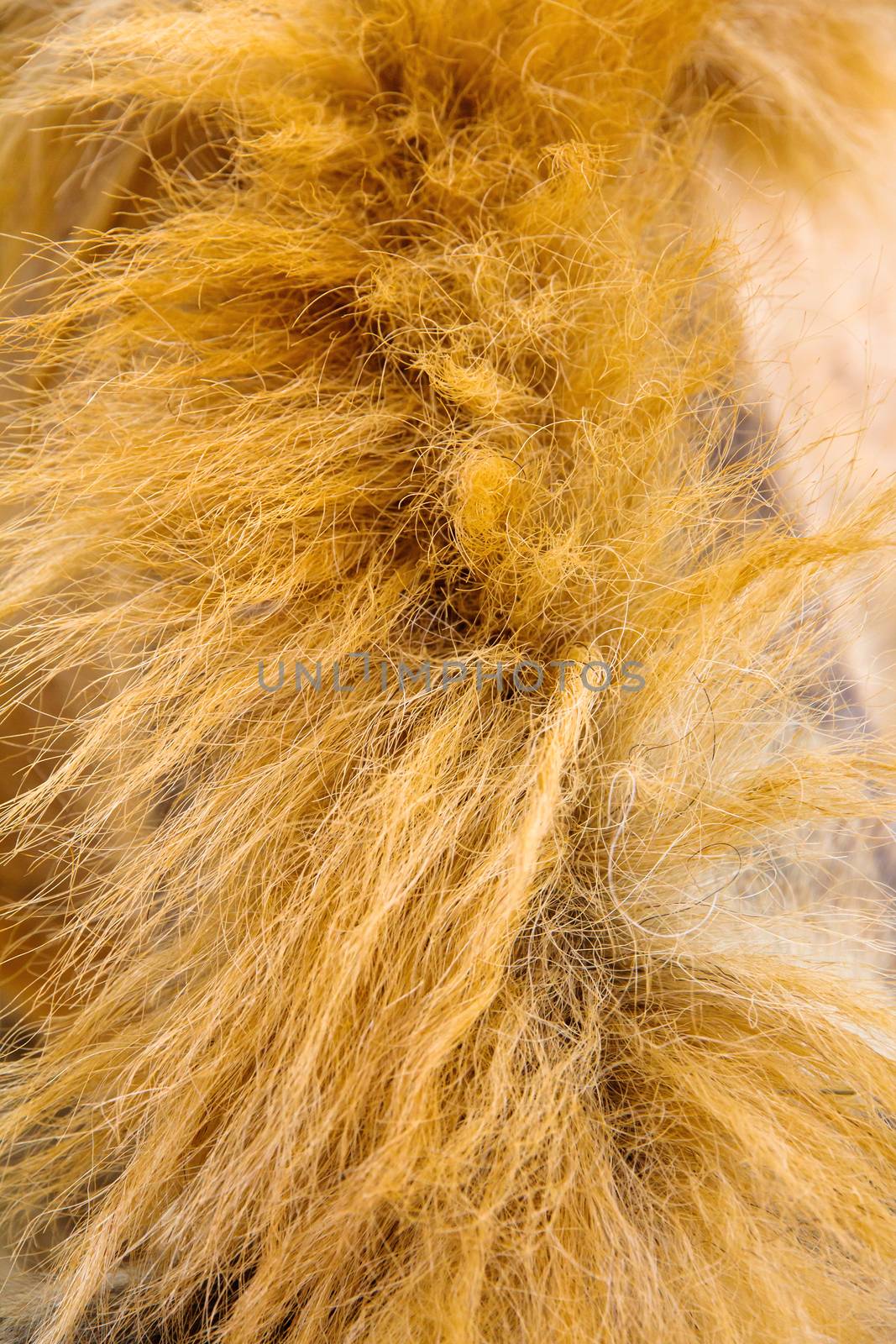 Animal fur texture,Close up of sheep wool.