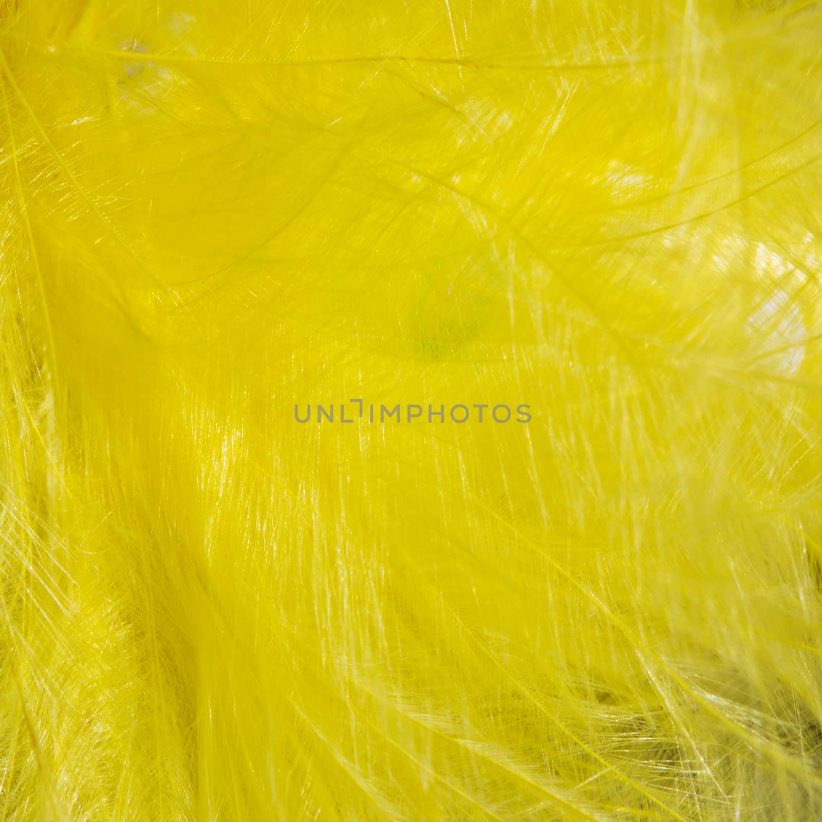Yellow bird feather texture for background
