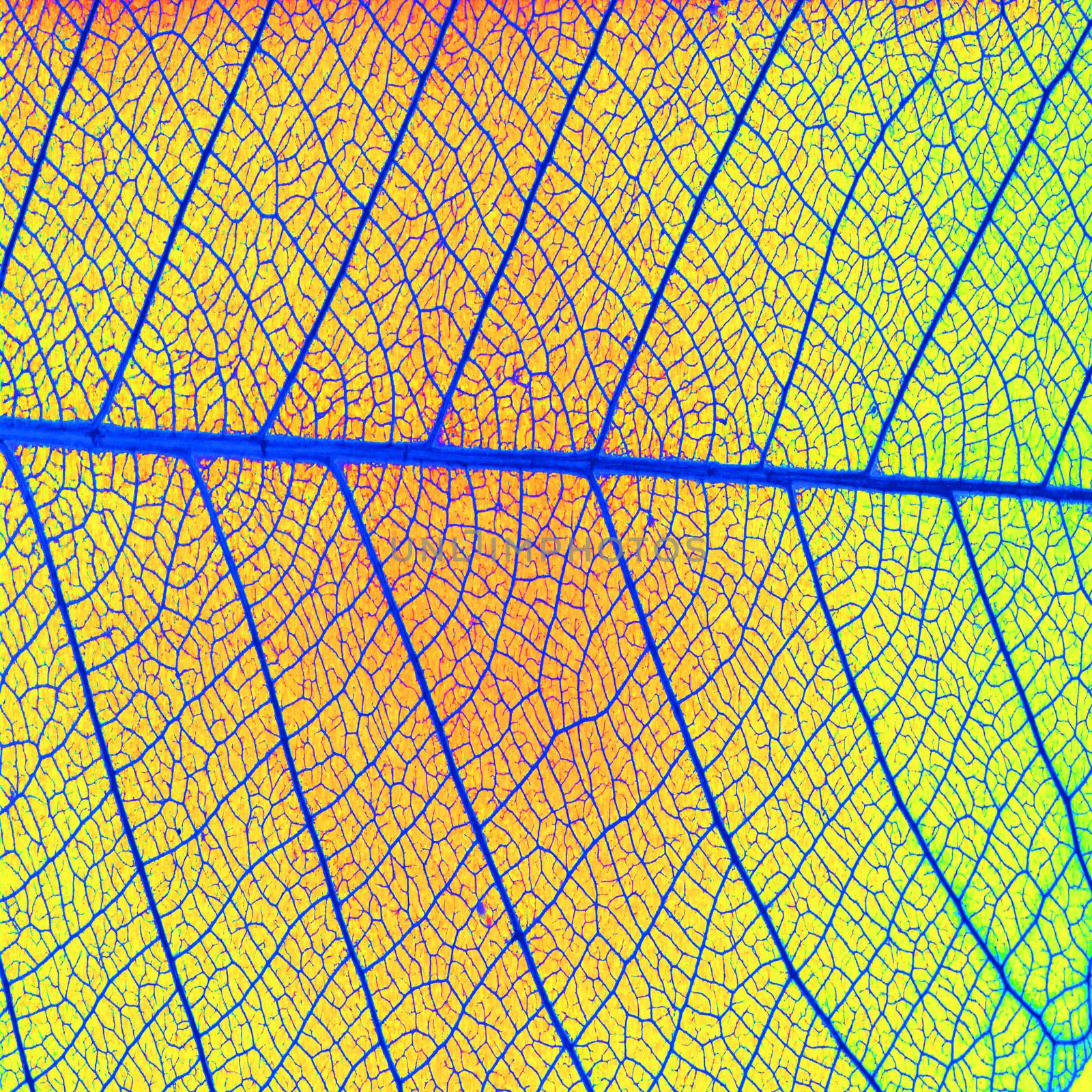 Texture of skeleton leaf for background