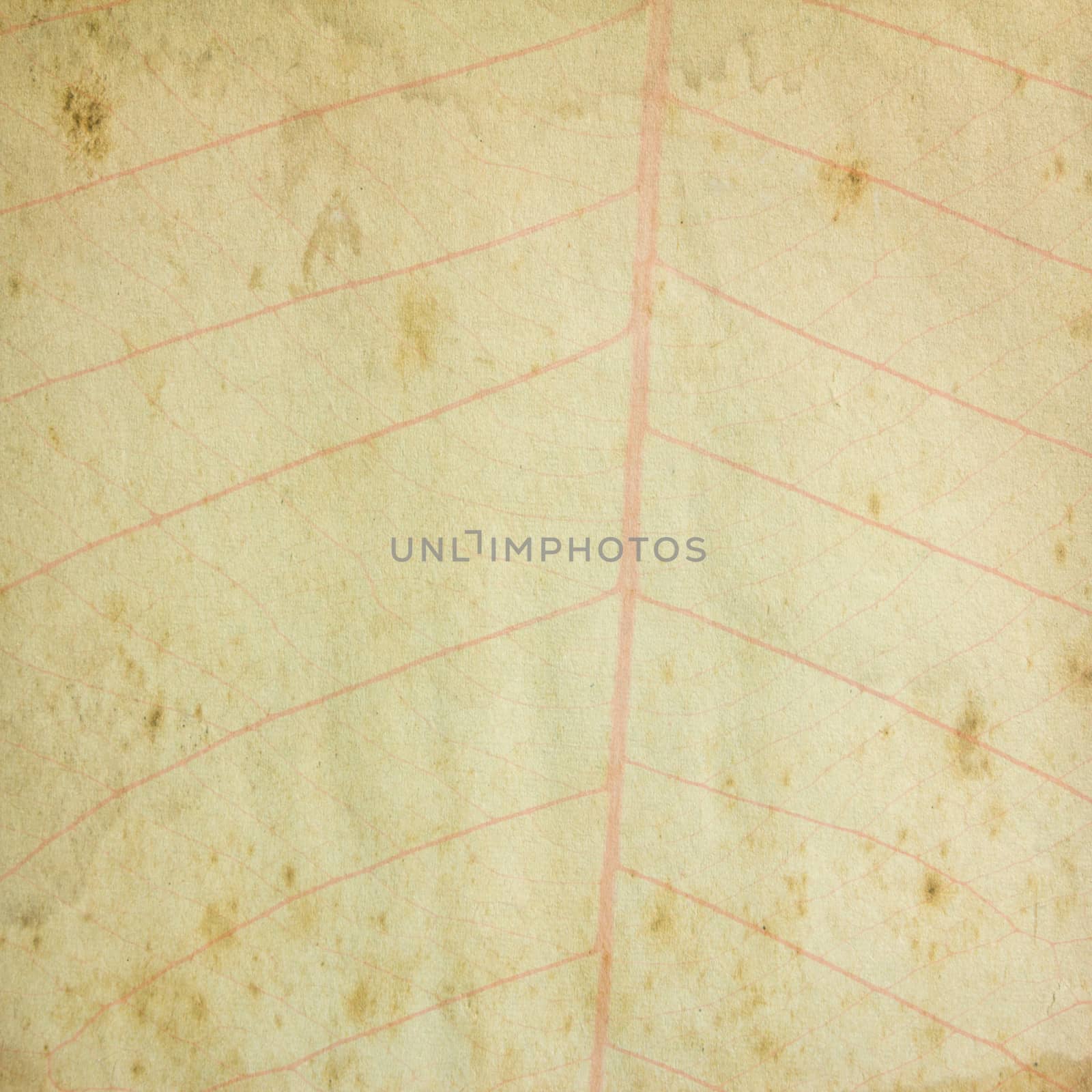 Grunge vintage paper with leaf by wyoosumran