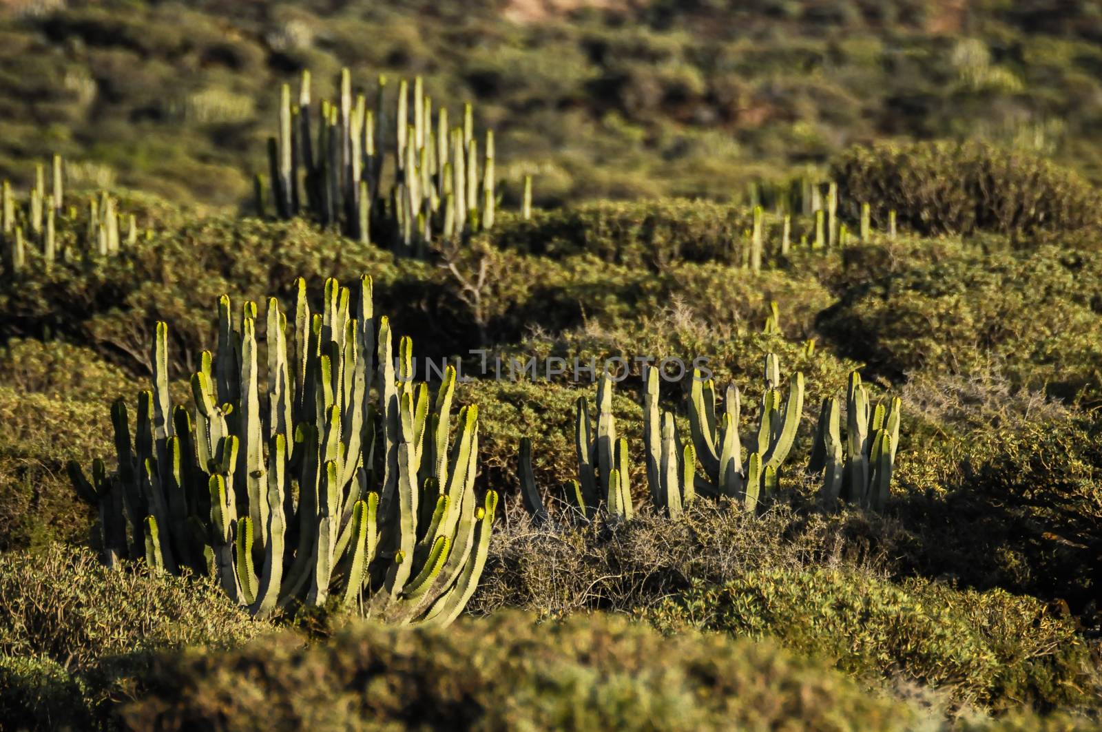 Cactus in the Desert at Sunset Tenerife South Canary Islands Spain