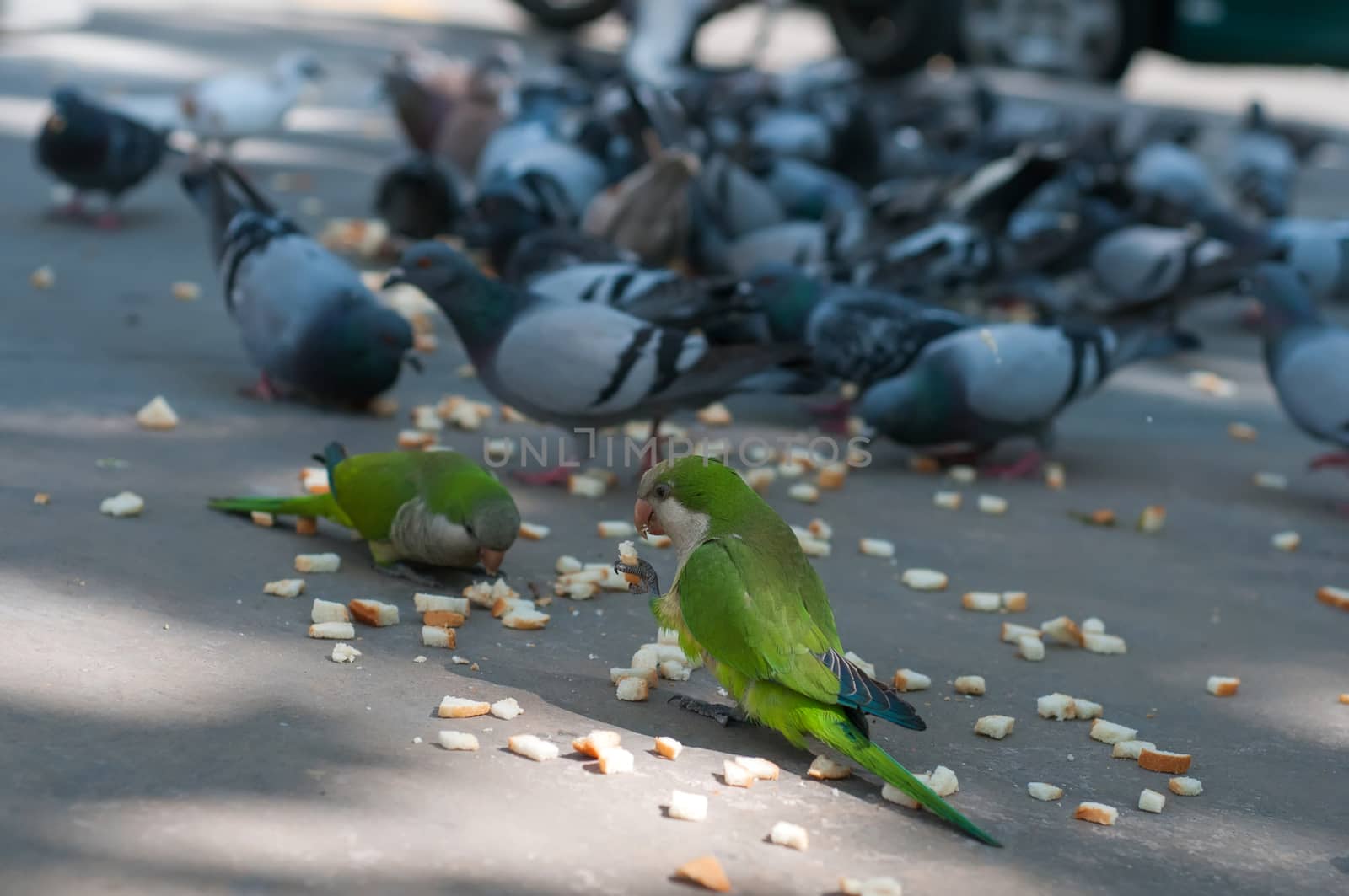 Shot of eating pigeons and two green parrots
