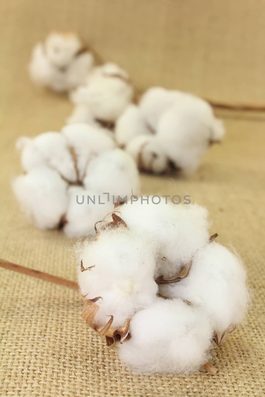 dried cotton flowers on brown jute