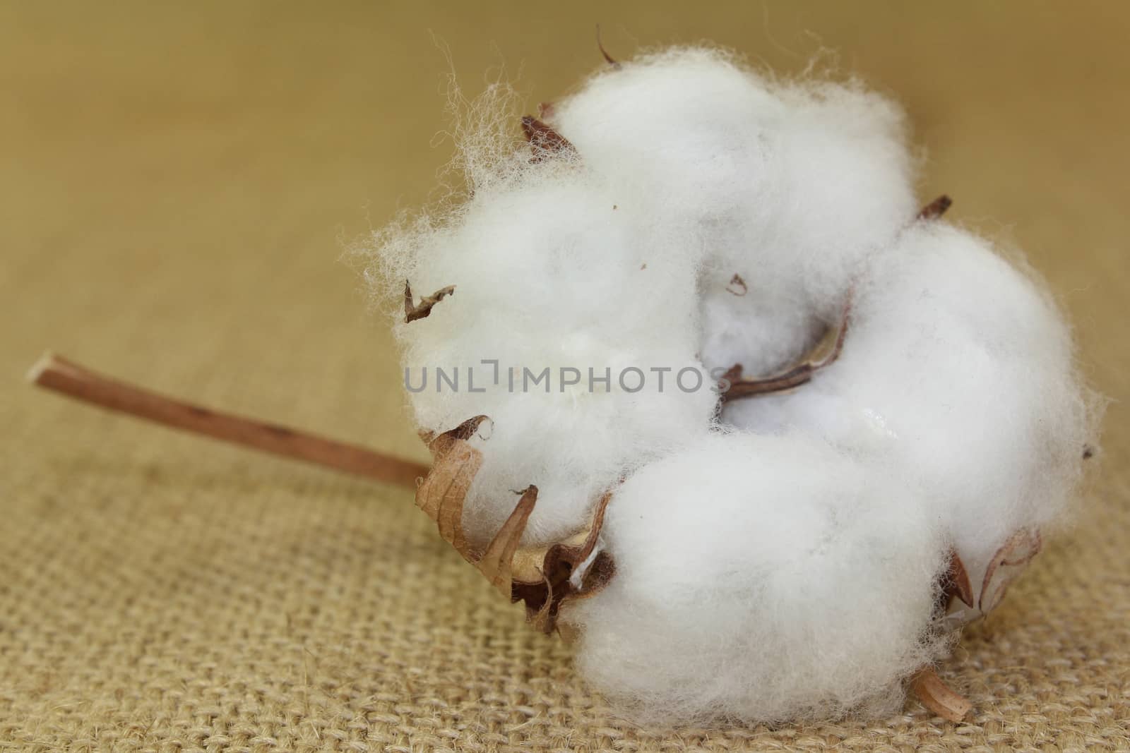 dried cotton flowers on brown jute