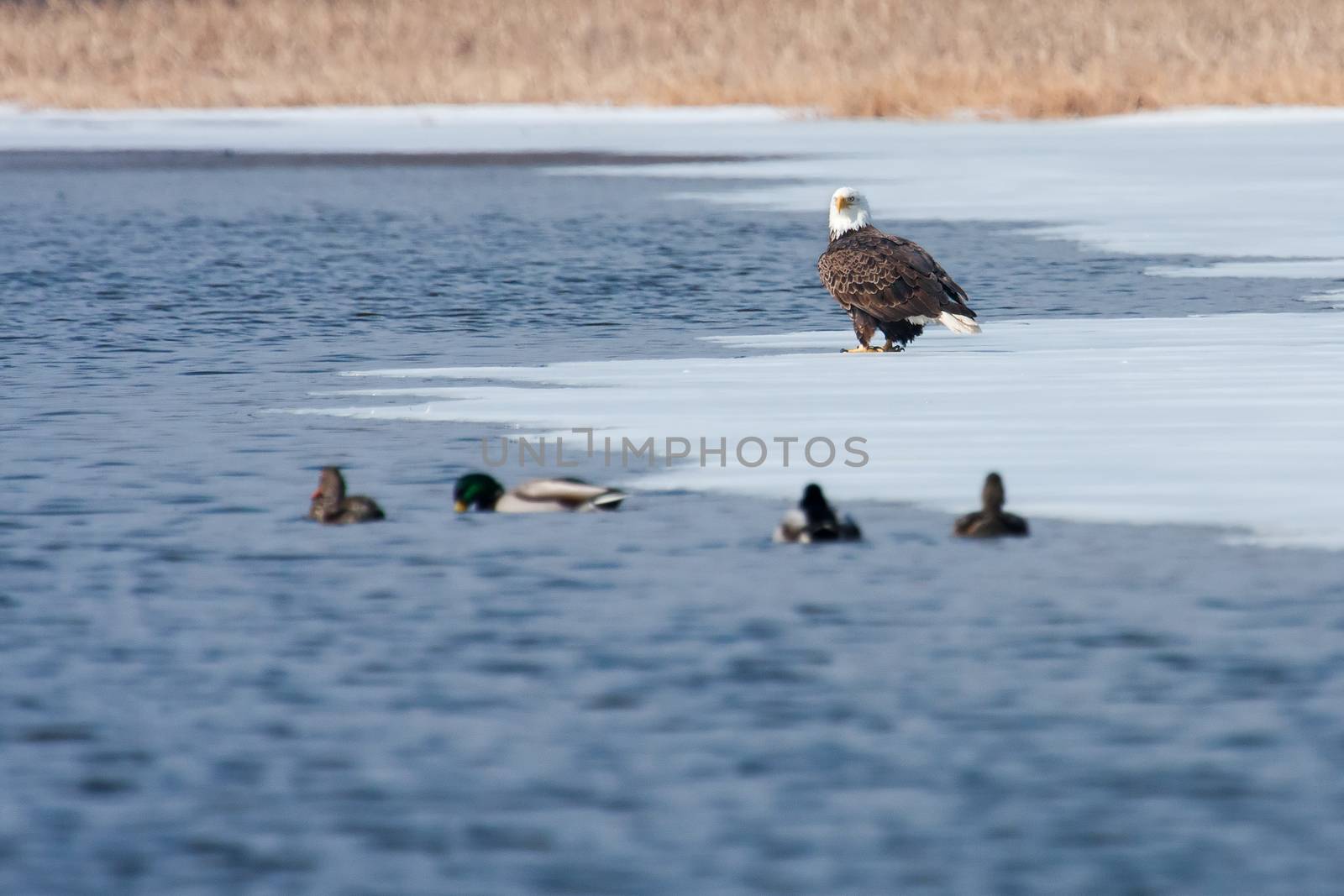 American Bald Eagle looking for food on an icy lake