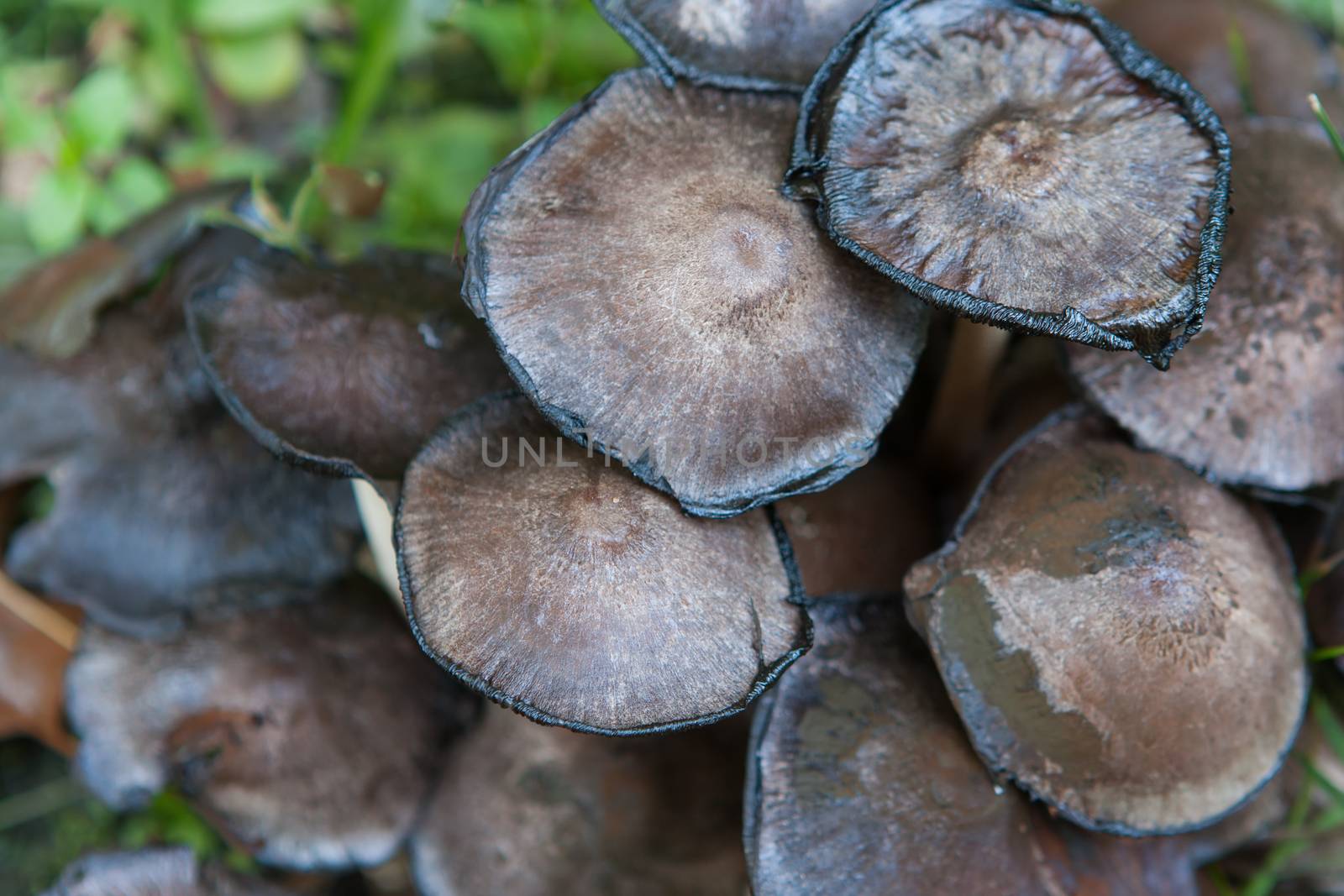 Wild mushrooms on a log by Coffee999