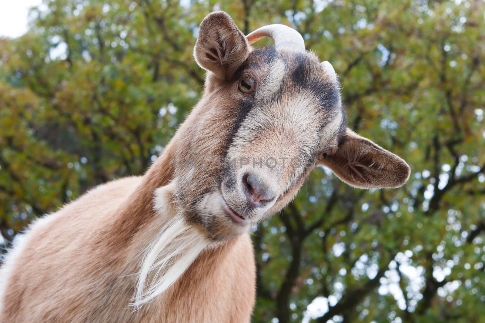 Close up of a curious Billy Goat.