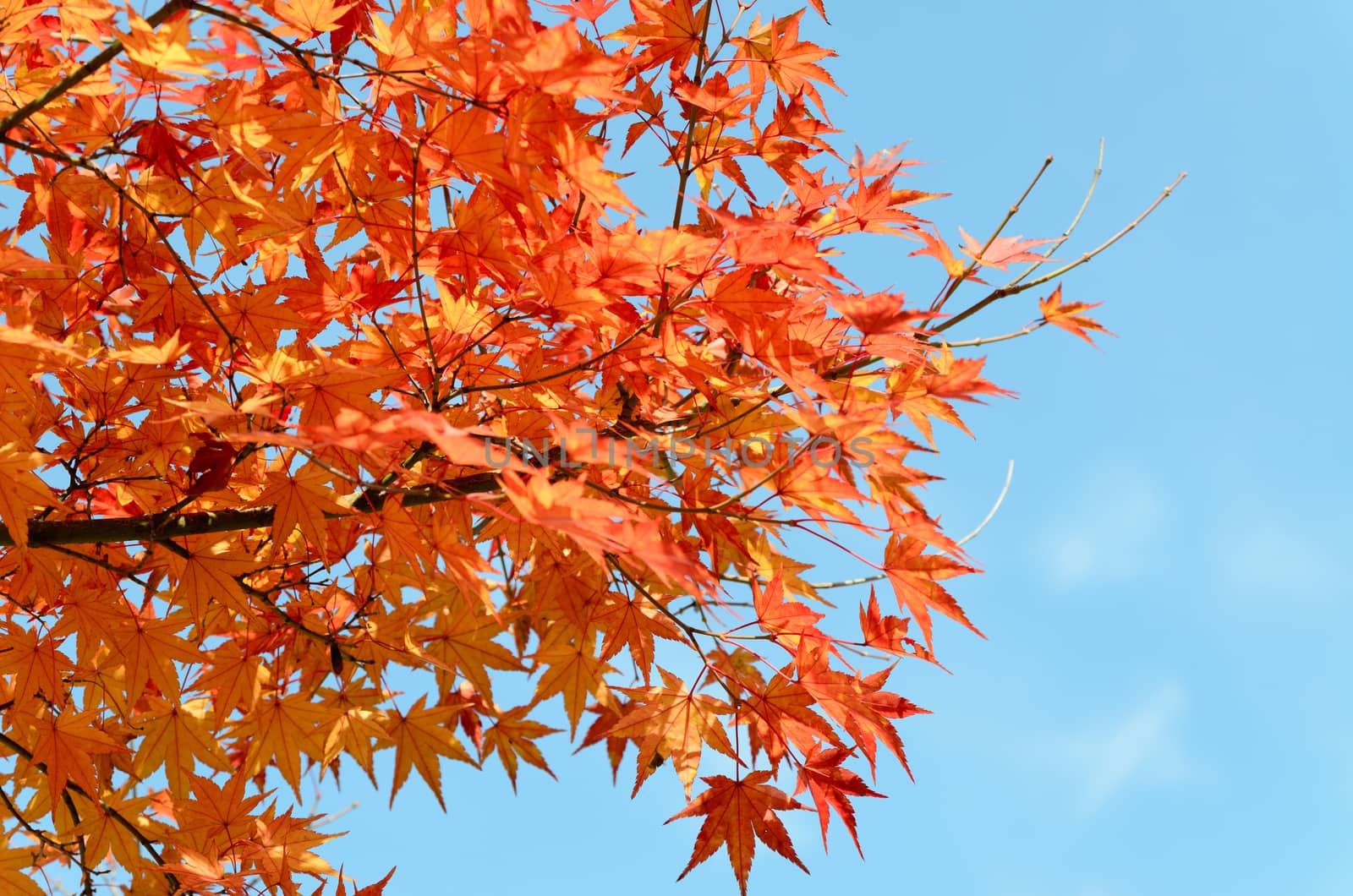 Red maple leaves in autumn against blue sky