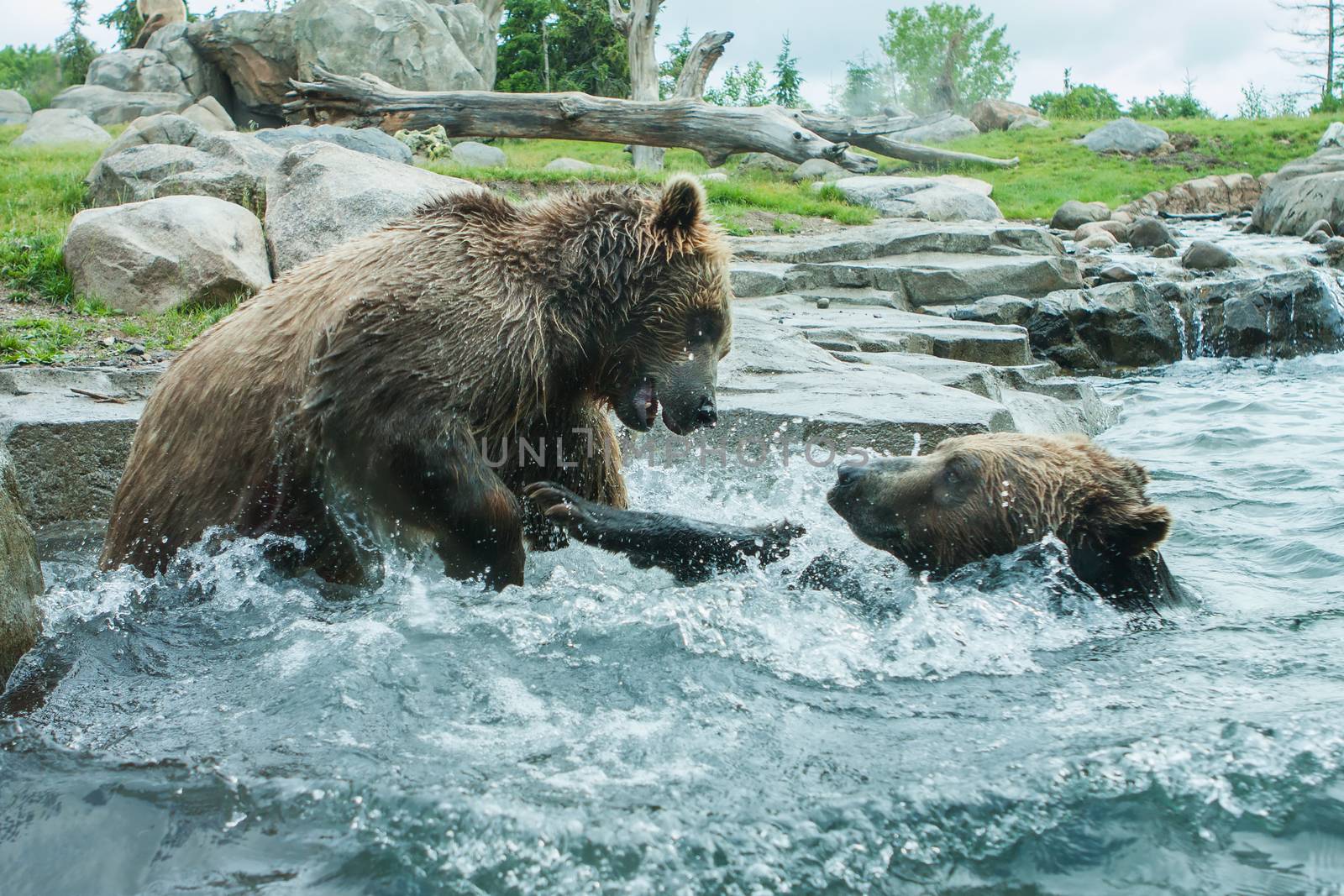 Two Grizzly (Brown) Bears Fighting and playing