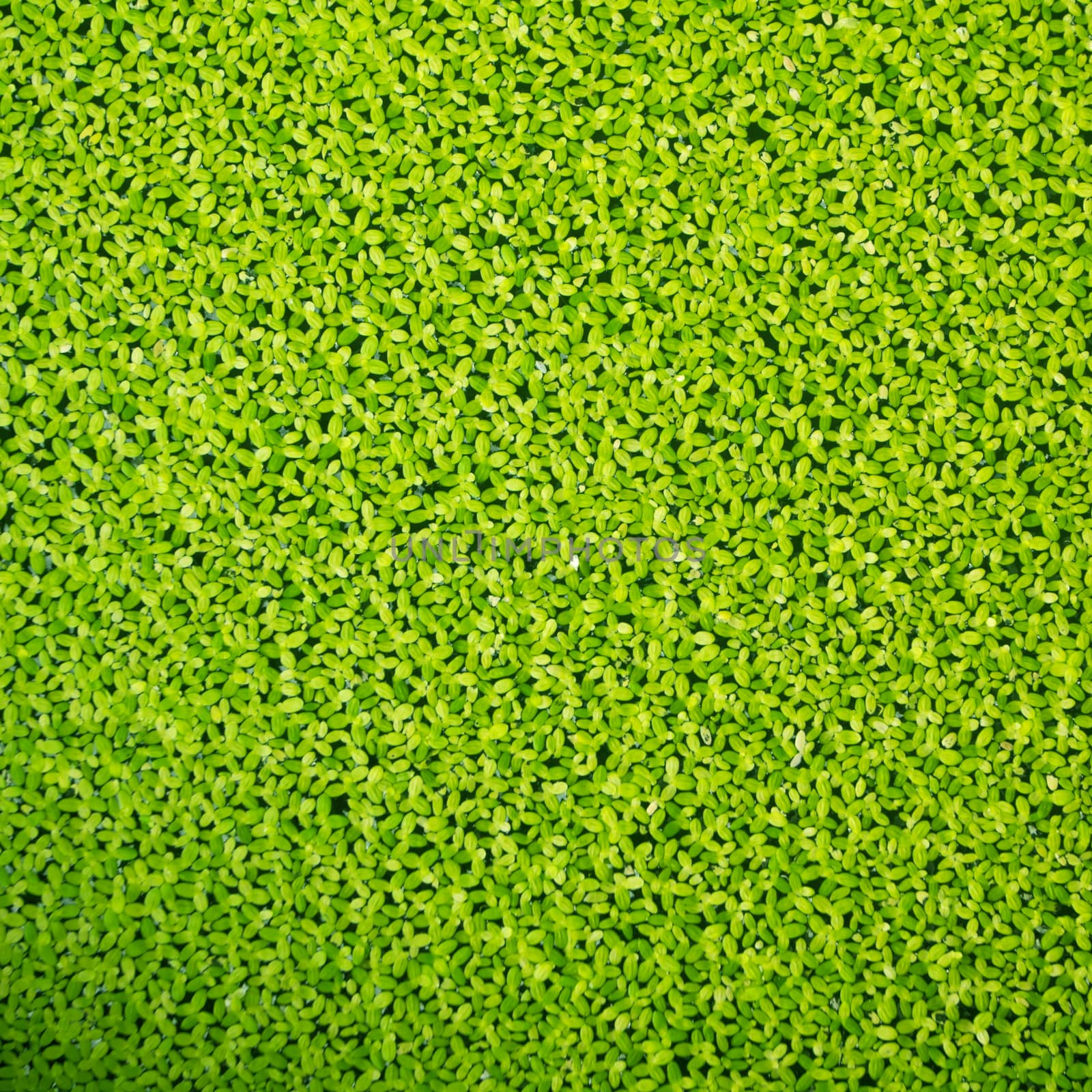 Duckweed covered on the water surface 