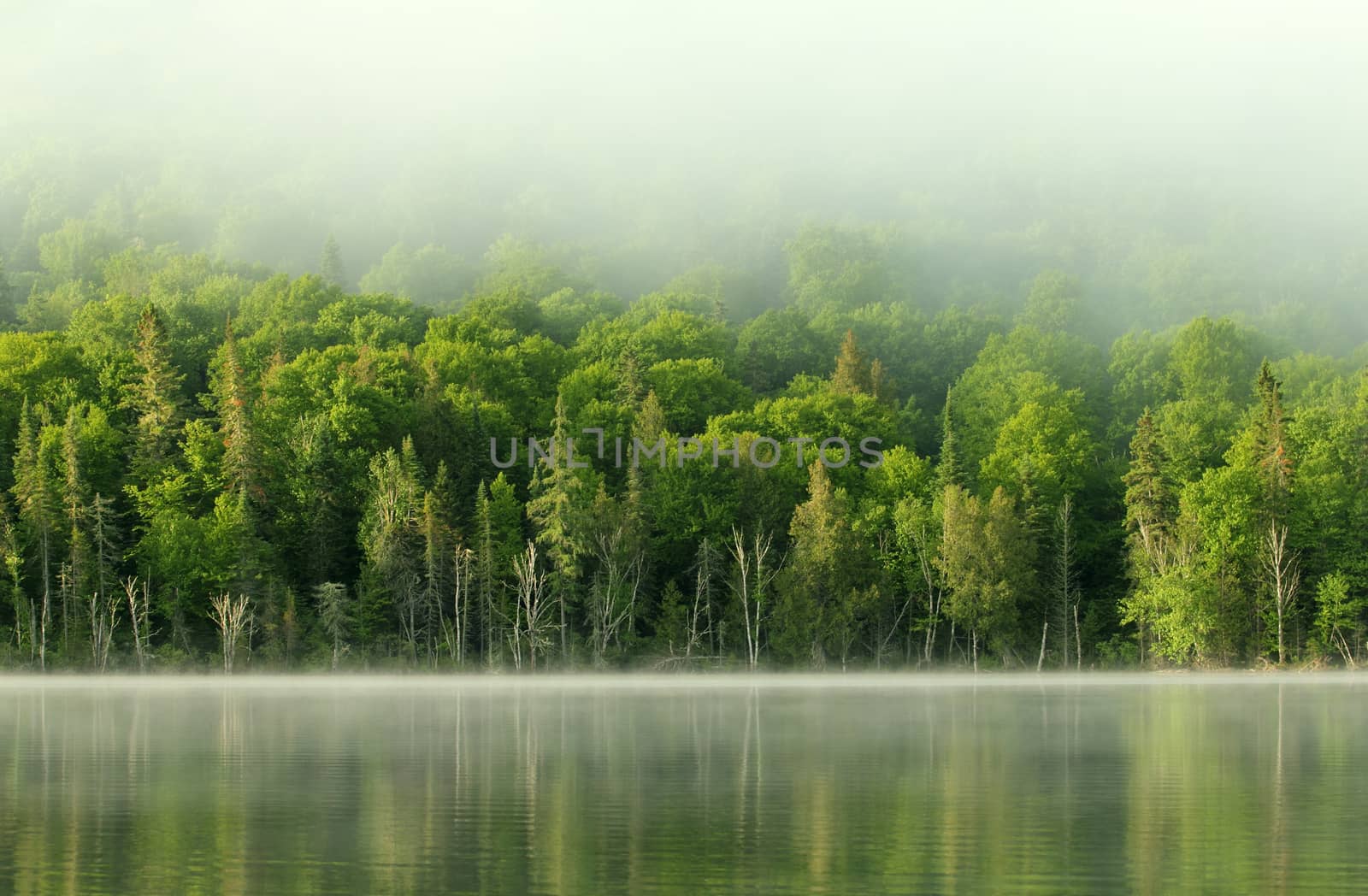 very calm lake and forest in the morning