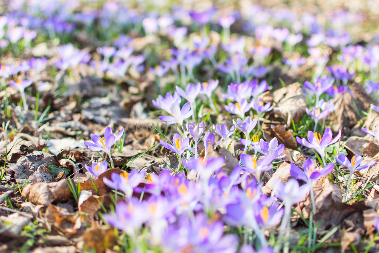 Spring blooming crocus flowers over dry foliage on the lawn