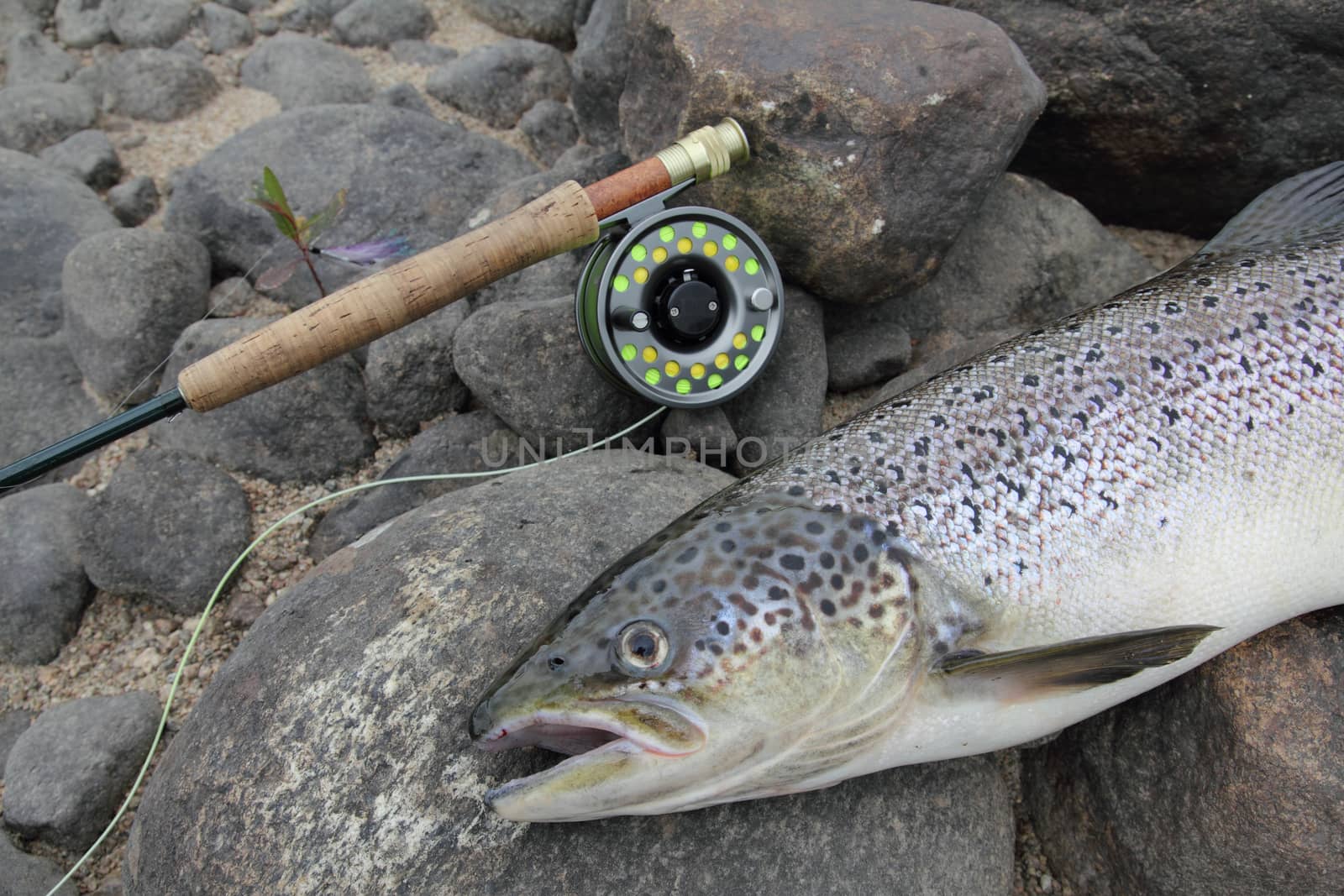 closeup of an atlantic salmon and a fly fishing rod