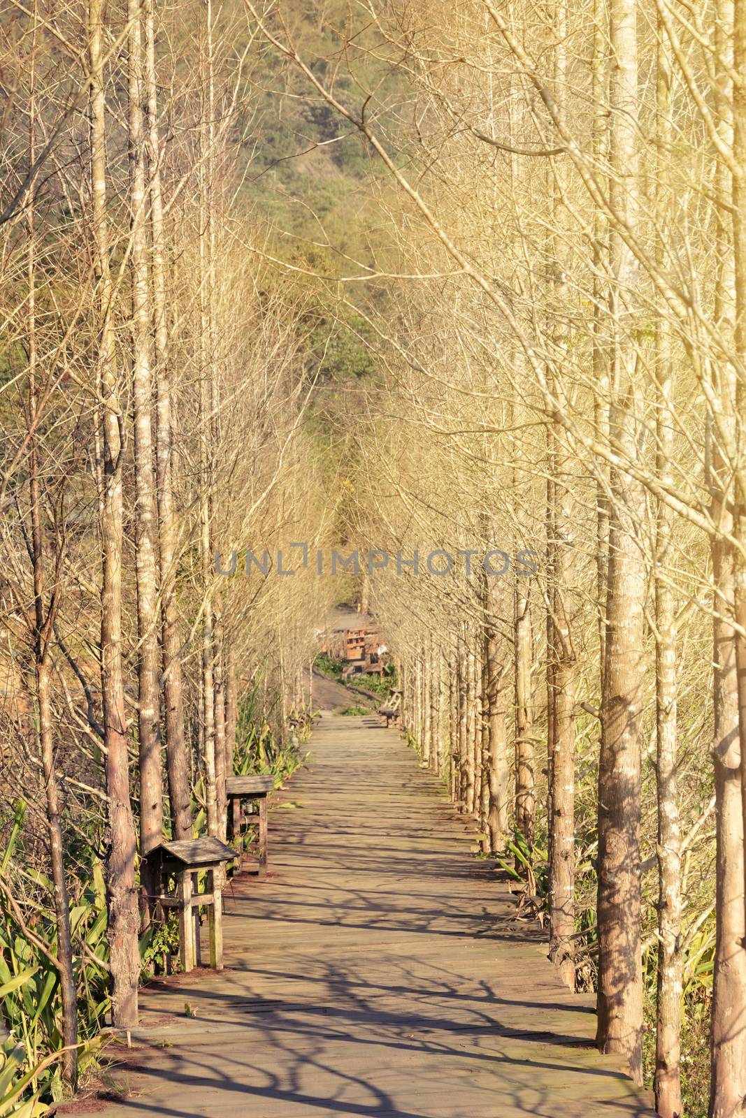 Wooden path in forest by elwynn