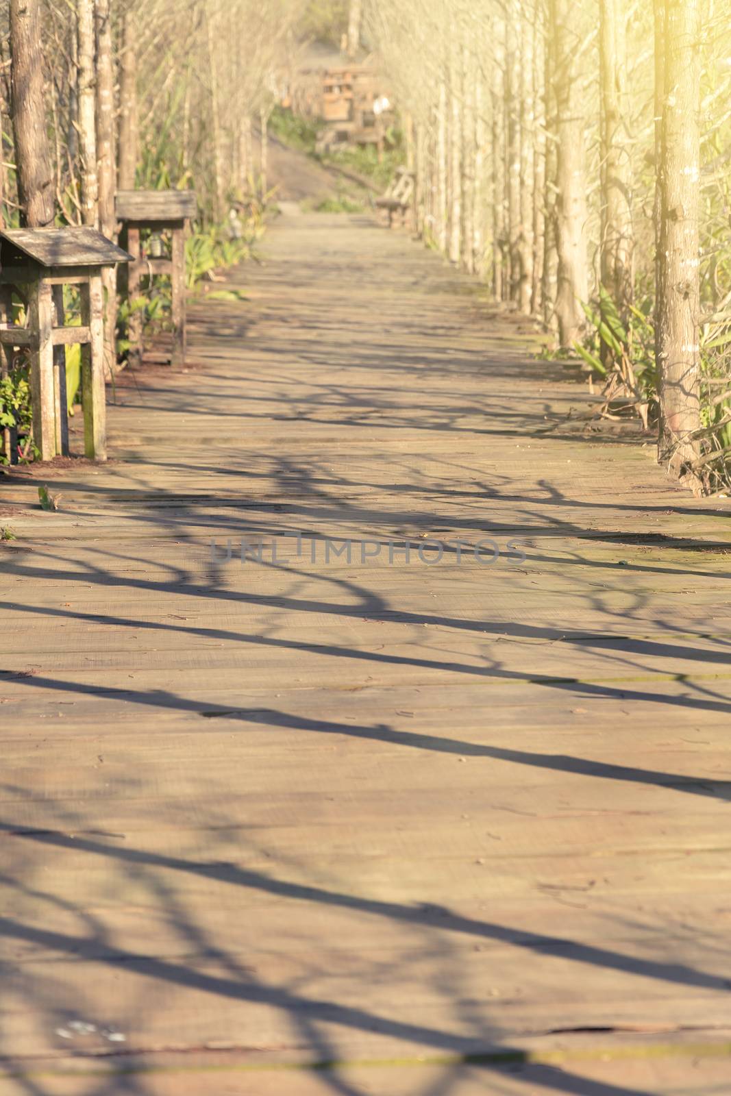 Wooden path in forest under sunset light.