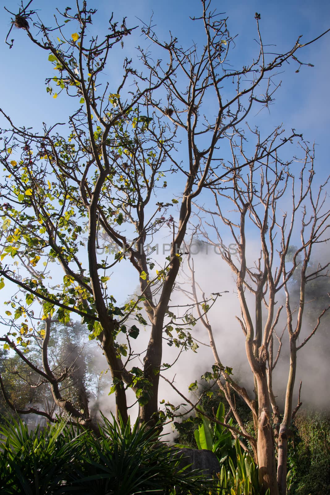 Fang Hot Spring National Park is part of Doi Pha Hom Pok National Park in Chiang Mai, Thailand (Filtered Images )