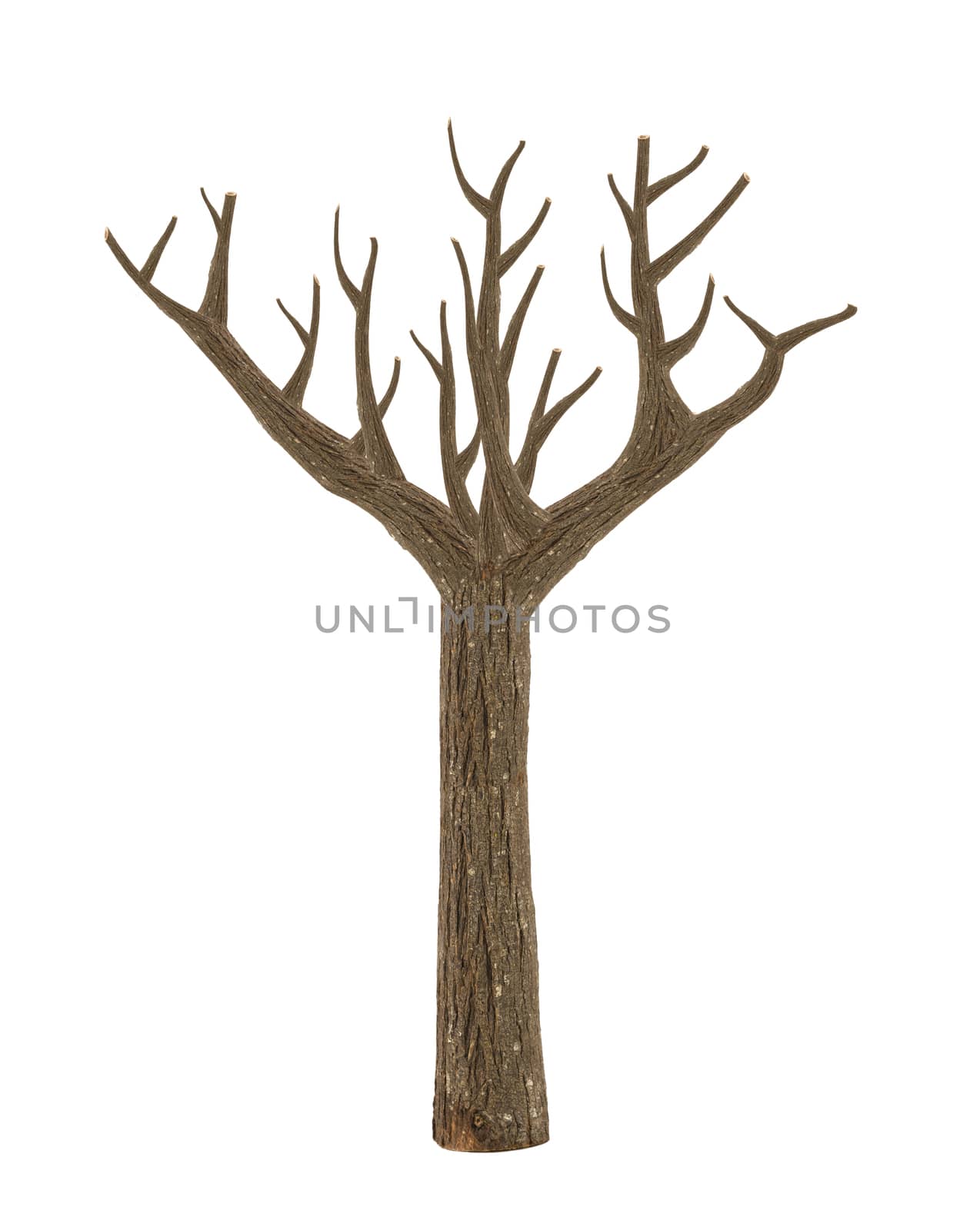 high quality dead tree isolated on white
