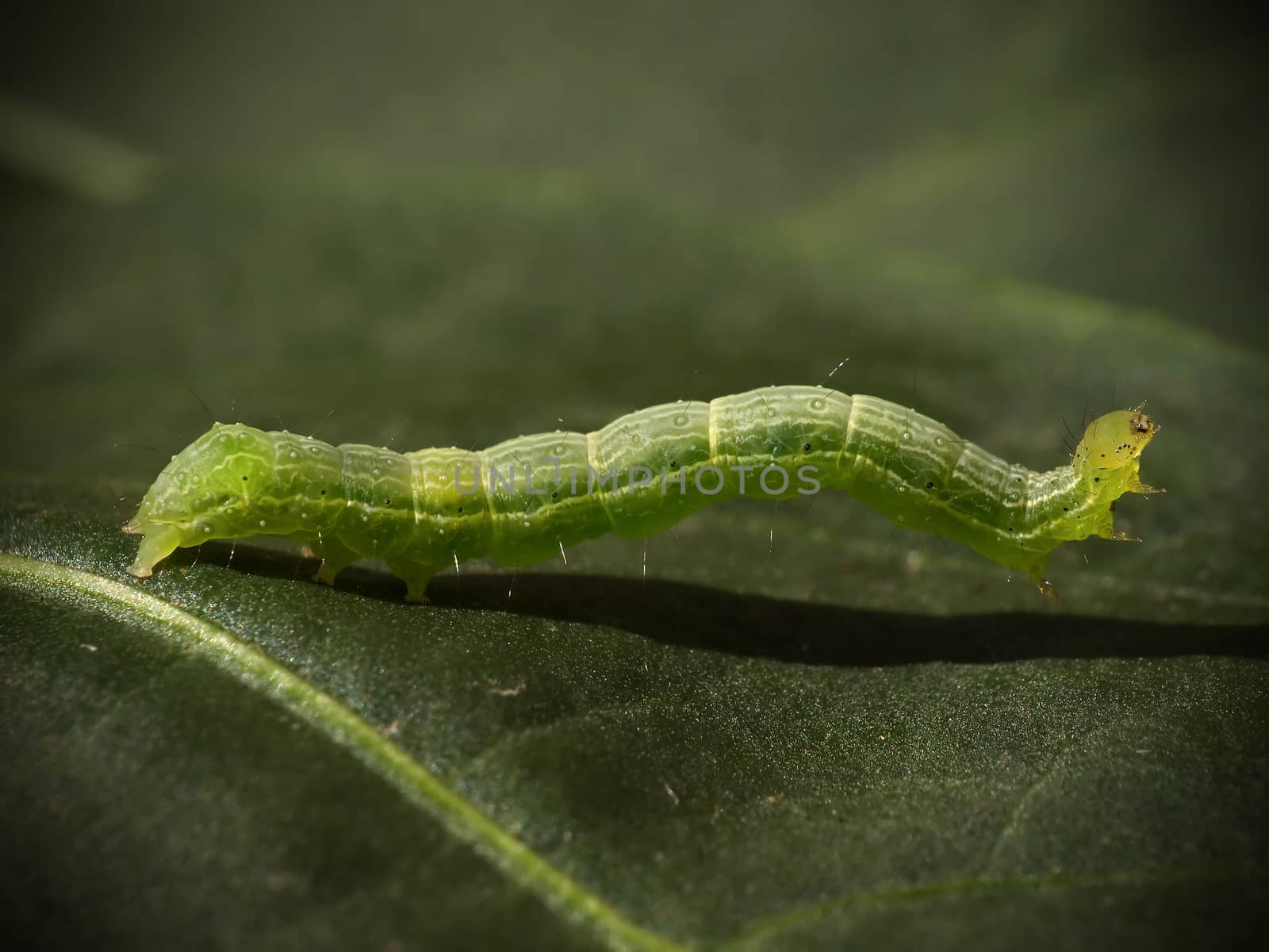 green caterpillar on a leaf close up