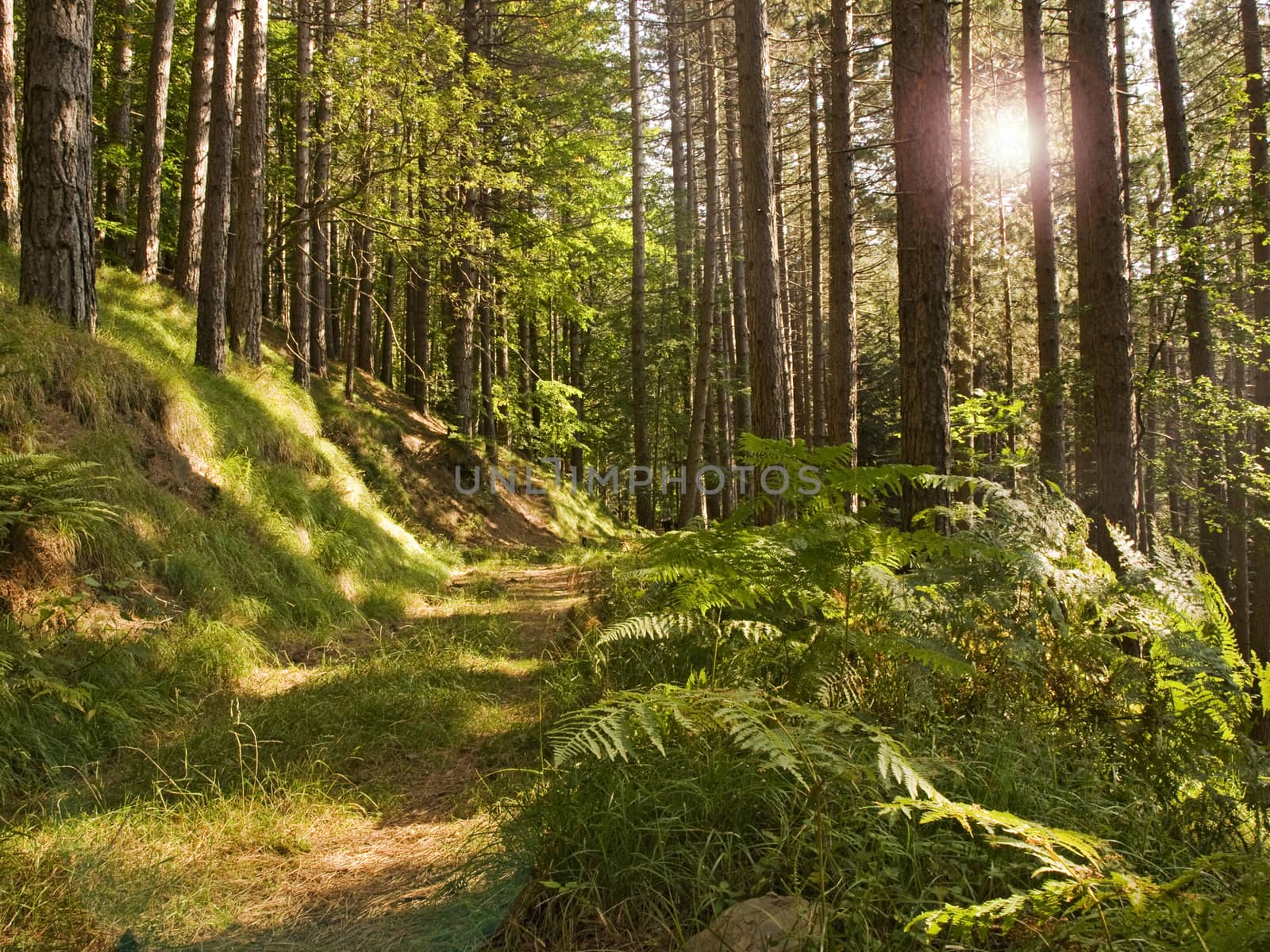 green forest landscape with sun light