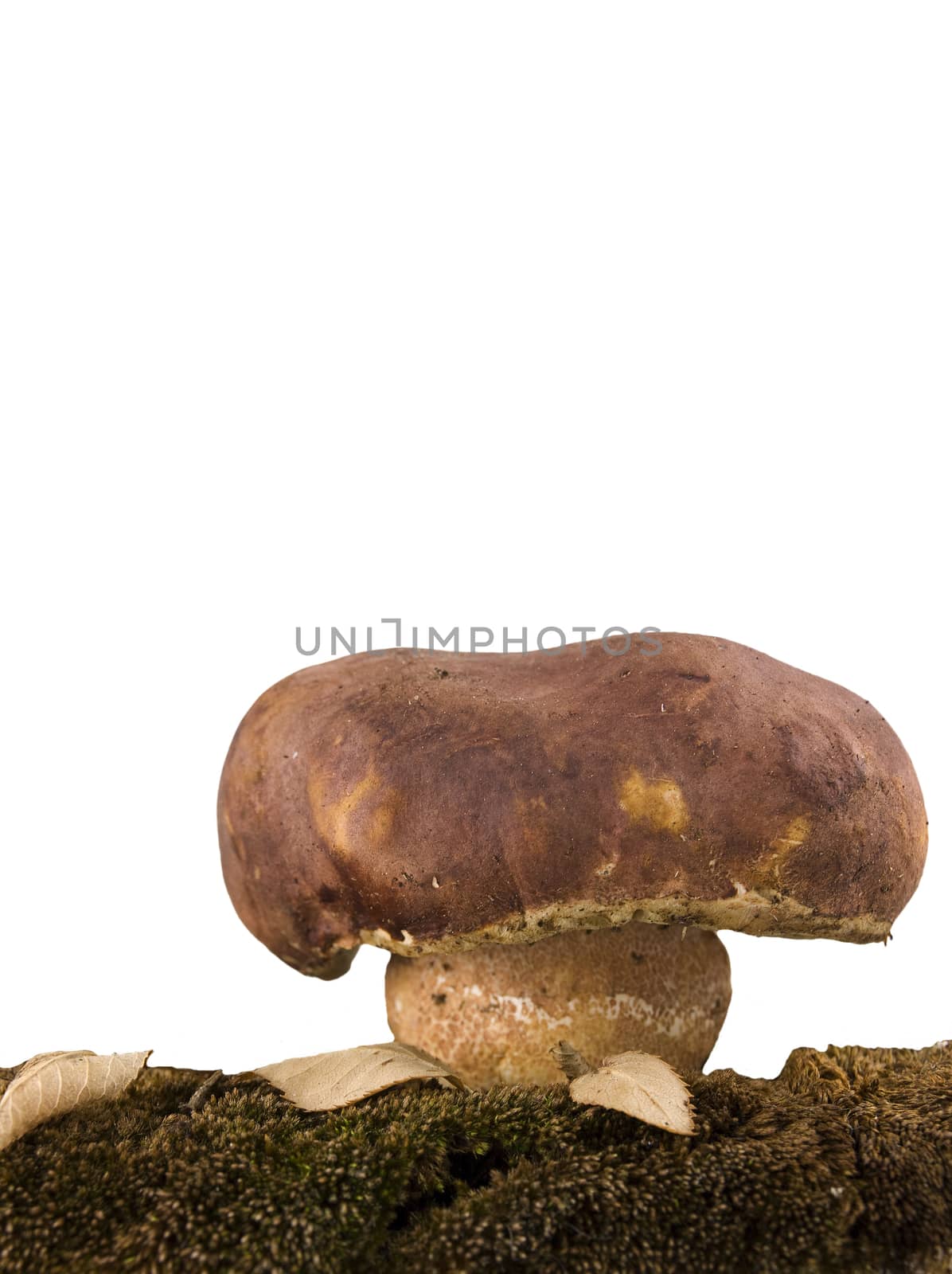 porcini mushrooms and moss isolated on white background by sette