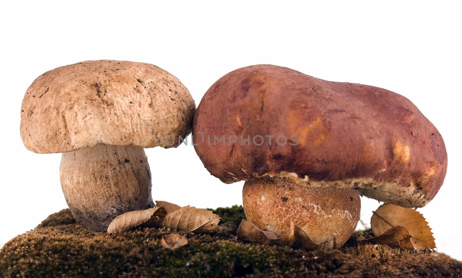 porcini mushrooms isolated on white background by sette